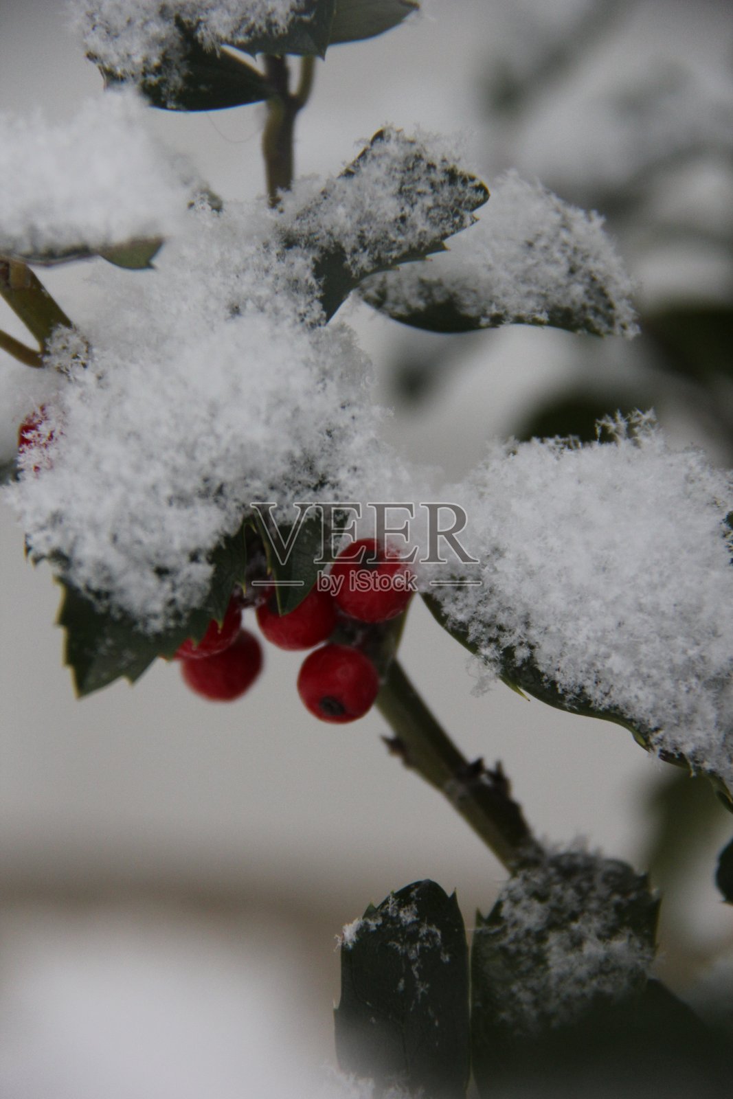 雪中的冬青果照片摄影图片