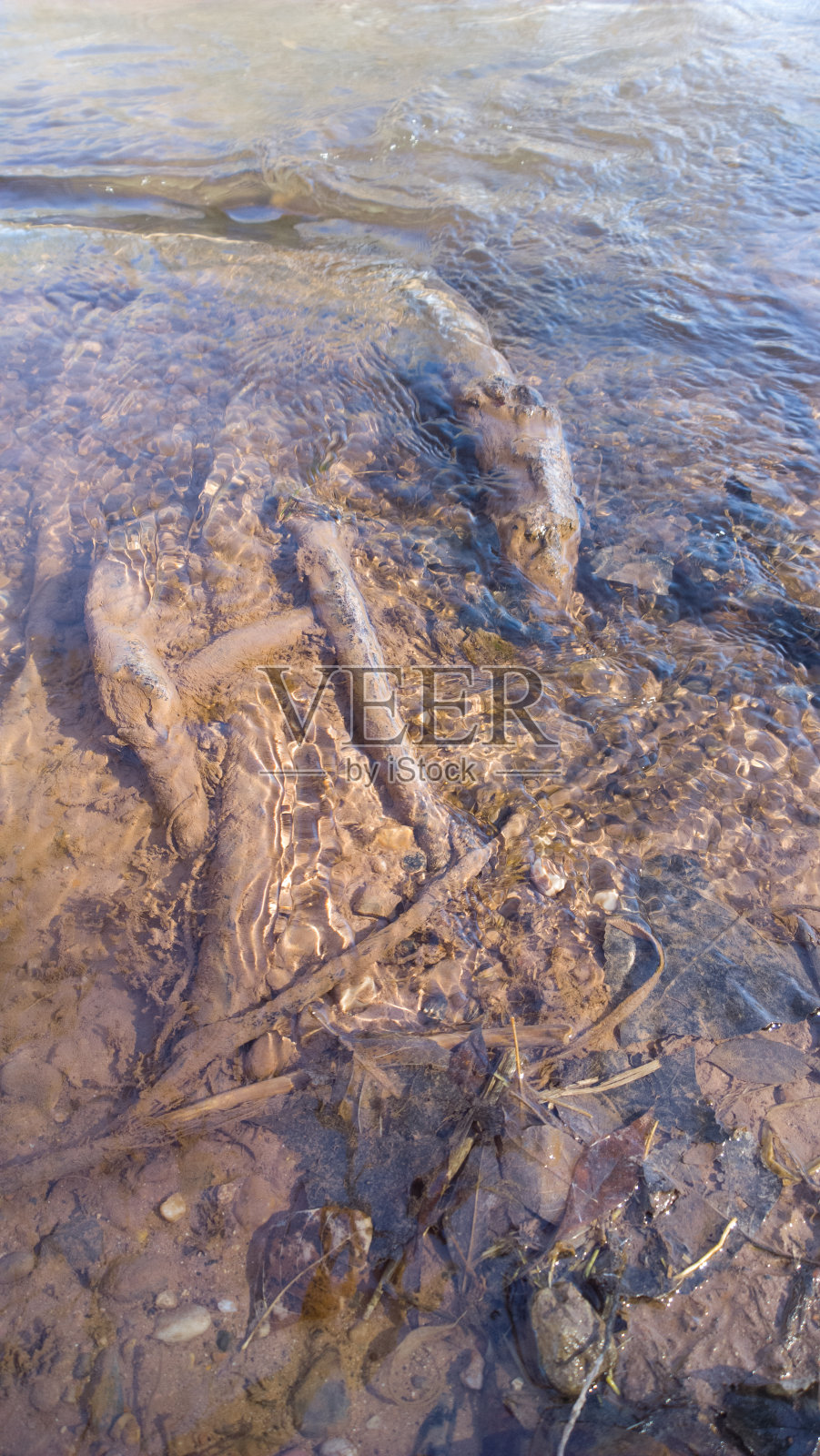 树根在河床上-垂直照片摄影图片