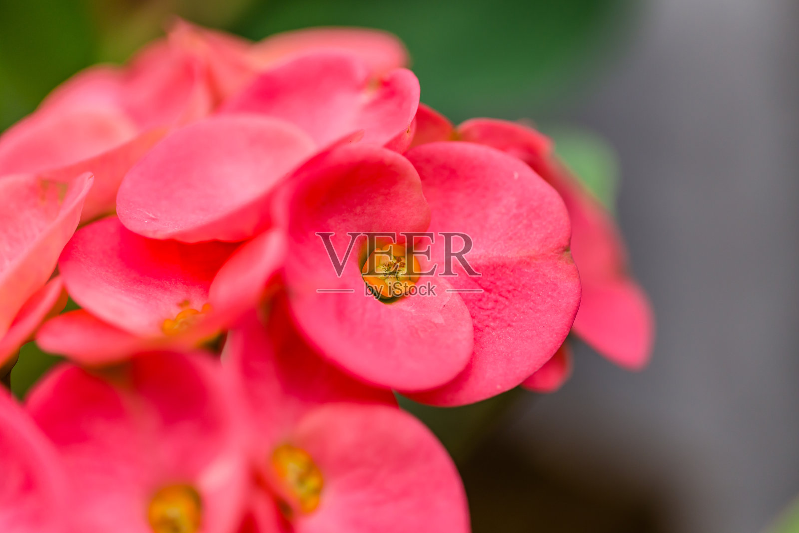 粉红色的带刺花冠照片摄影图片