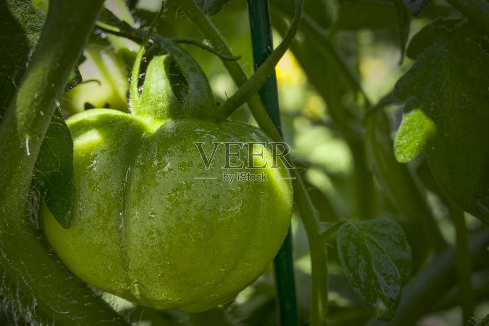 春季菜园里的番茄照片摄影图片