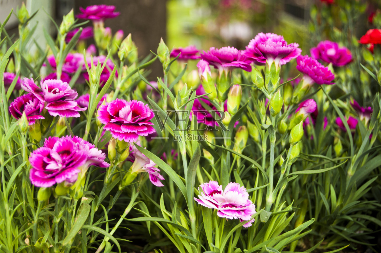 花园里有粉红色和白色的康乃馨照片摄影图片