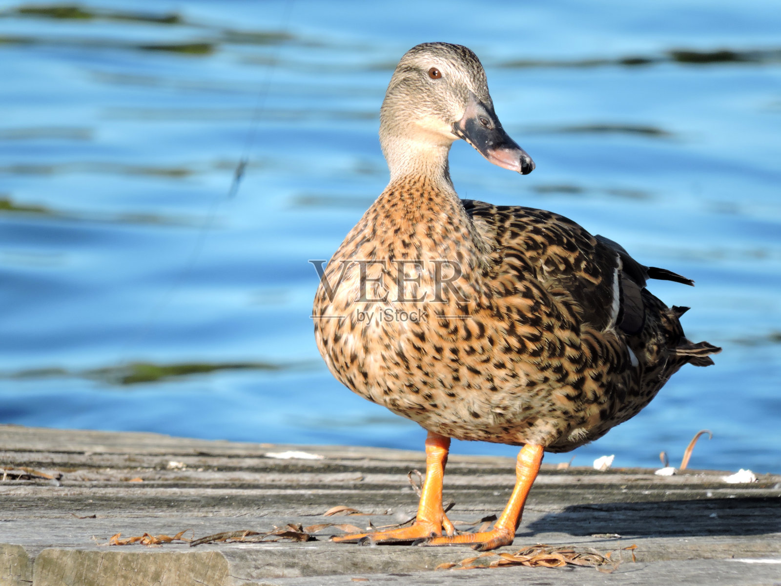 水边码头上的一只母野鸭照片摄影图片