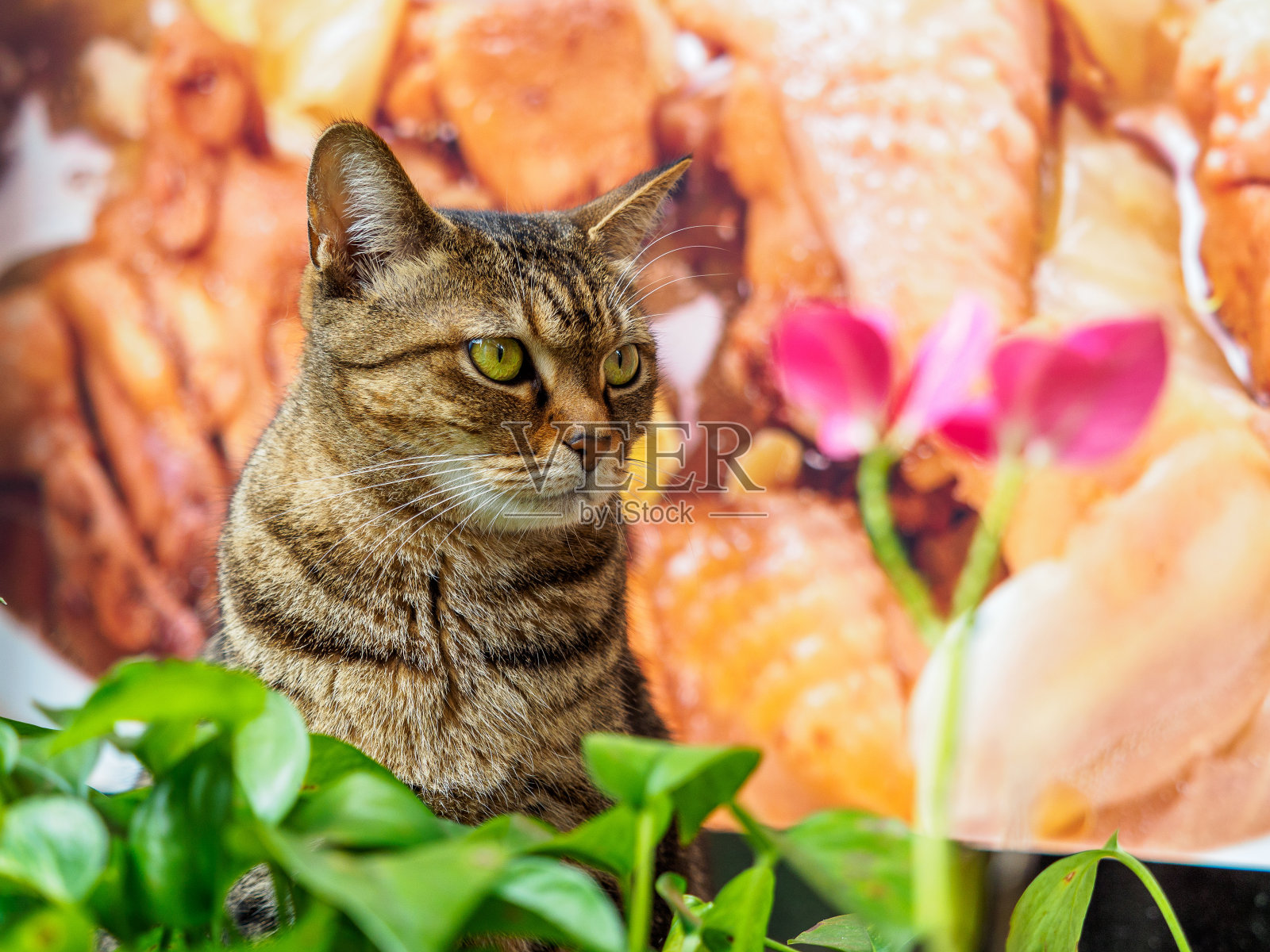 台湾可爱的猫照片摄影图片