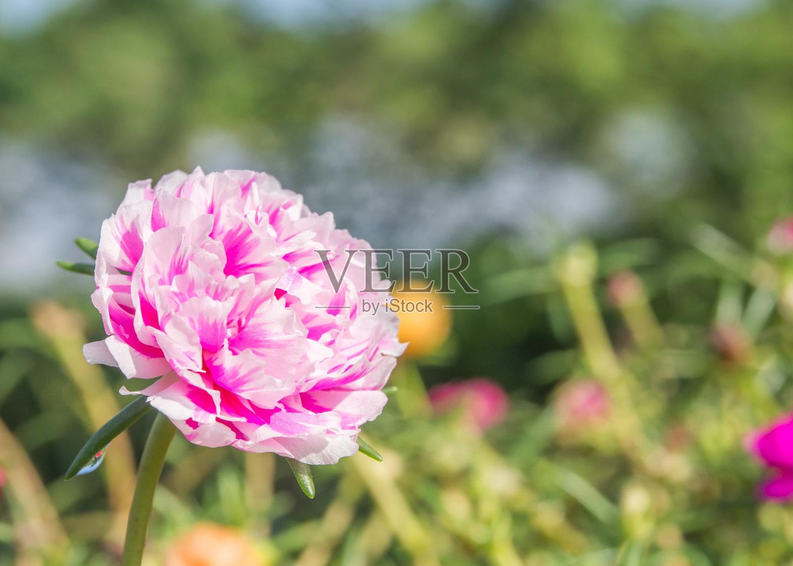 粉红色和白色的马齿苋花。照片摄影图片