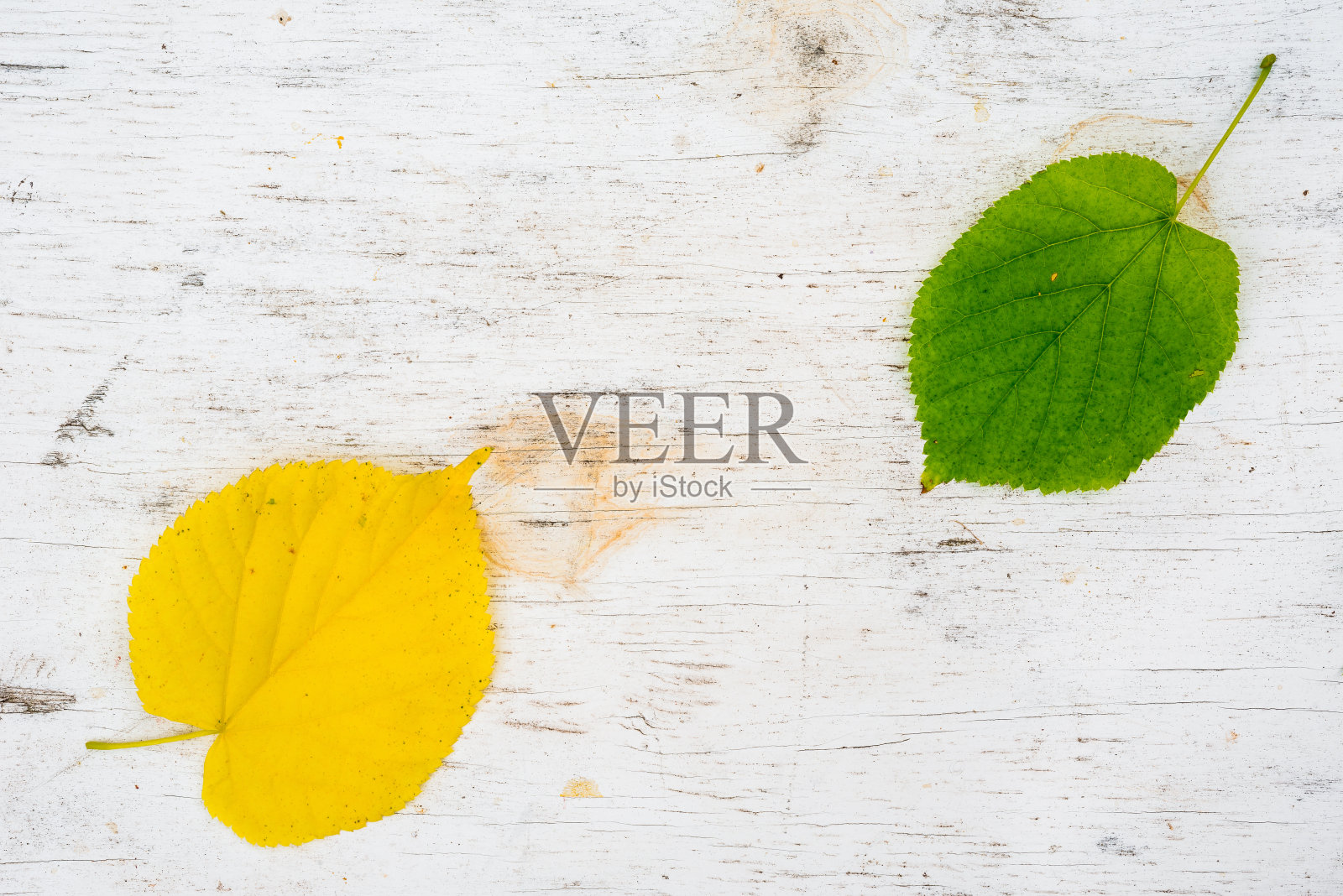 秋天的树叶是黄叶和绿叶照片摄影图片