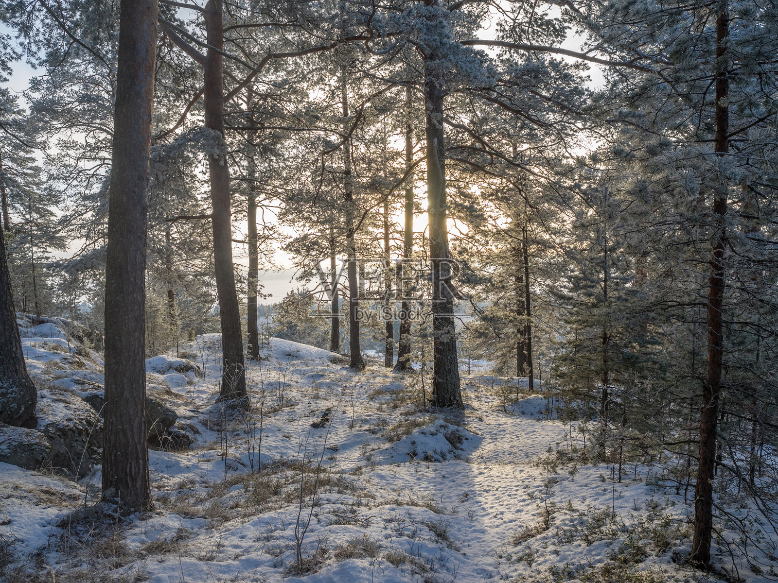 森林在冬天照片摄影图片