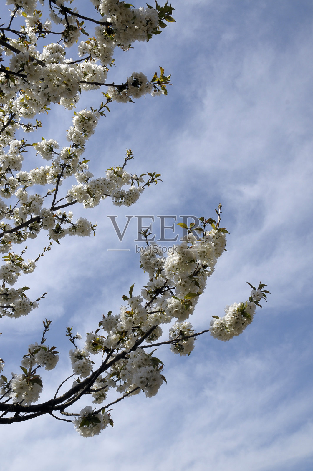 樱花盛开时的细节照片摄影图片