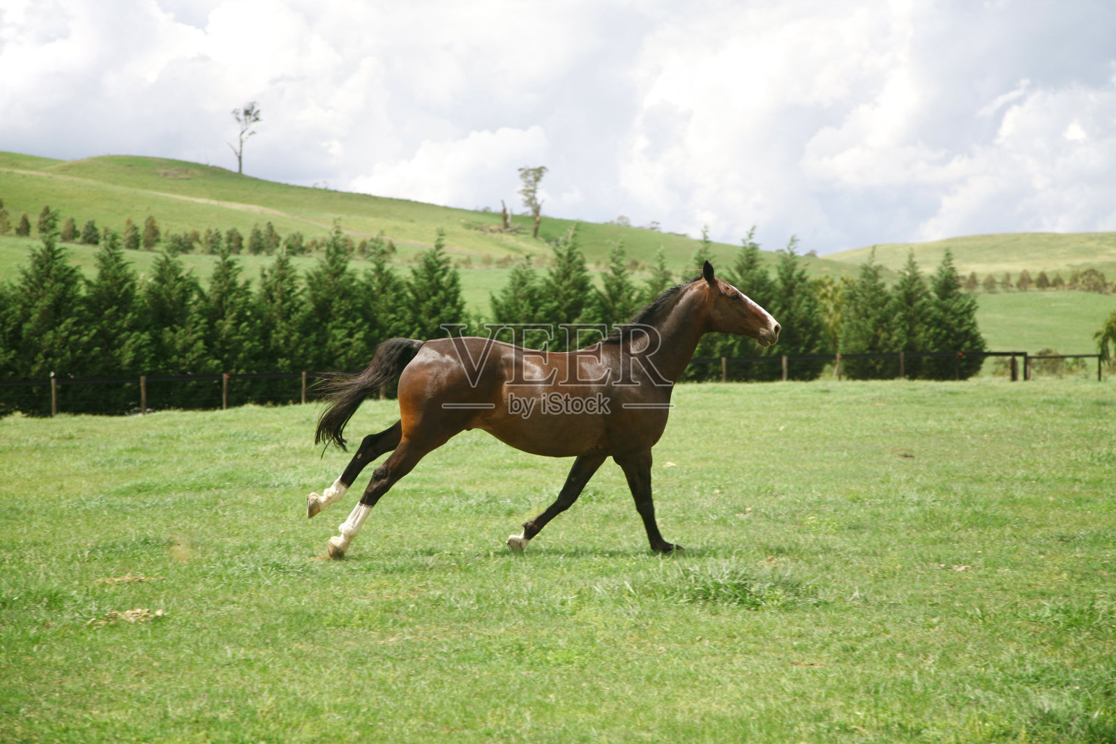 马照片摄影图片