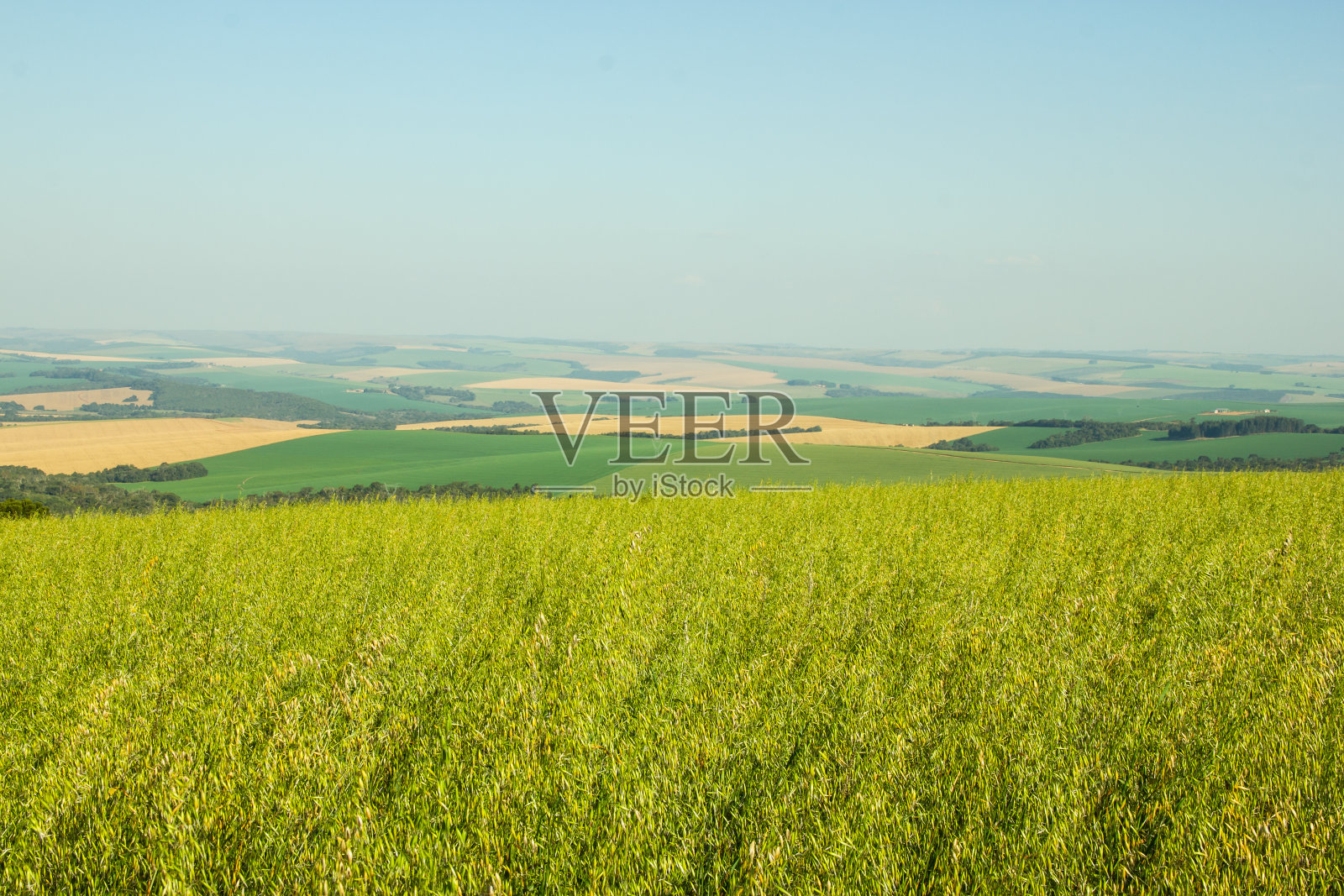 燕麦种植照片摄影图片
