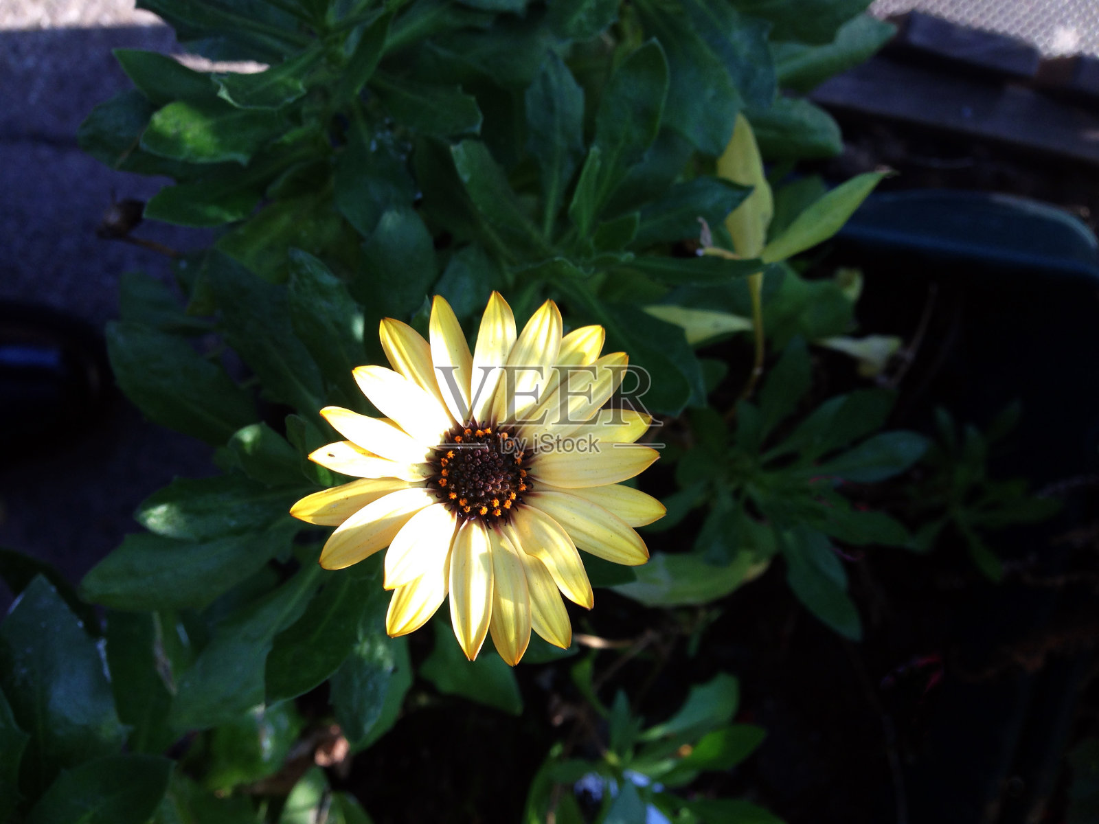 花园的花照片摄影图片