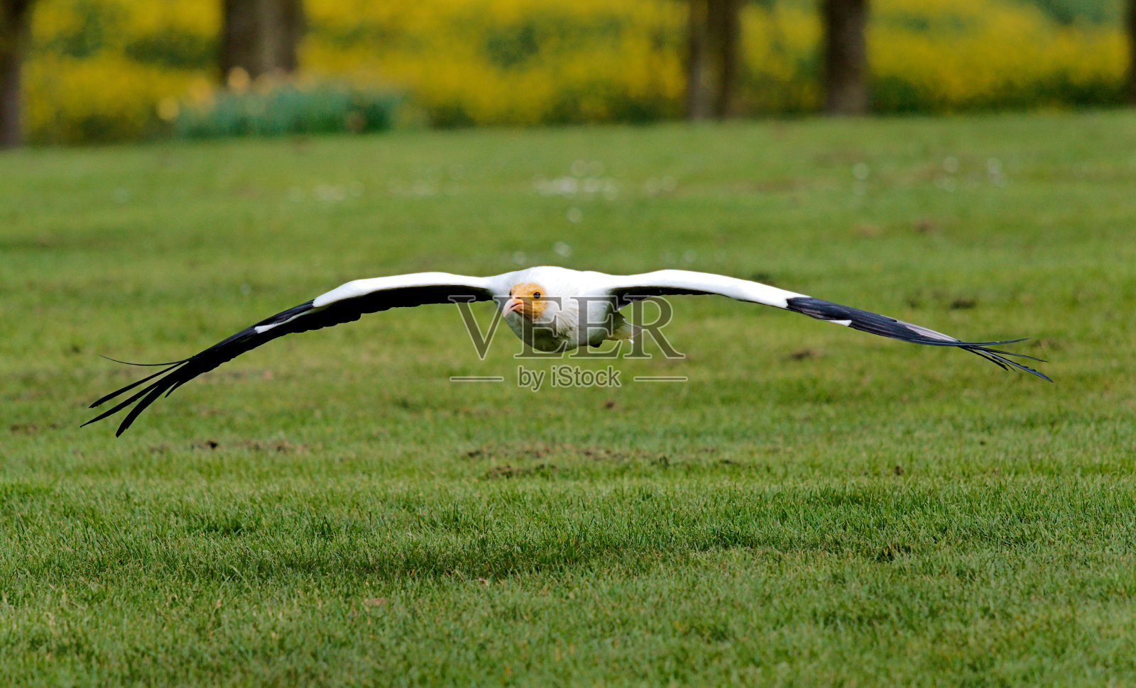 埃及秃鹰照片摄影图片
