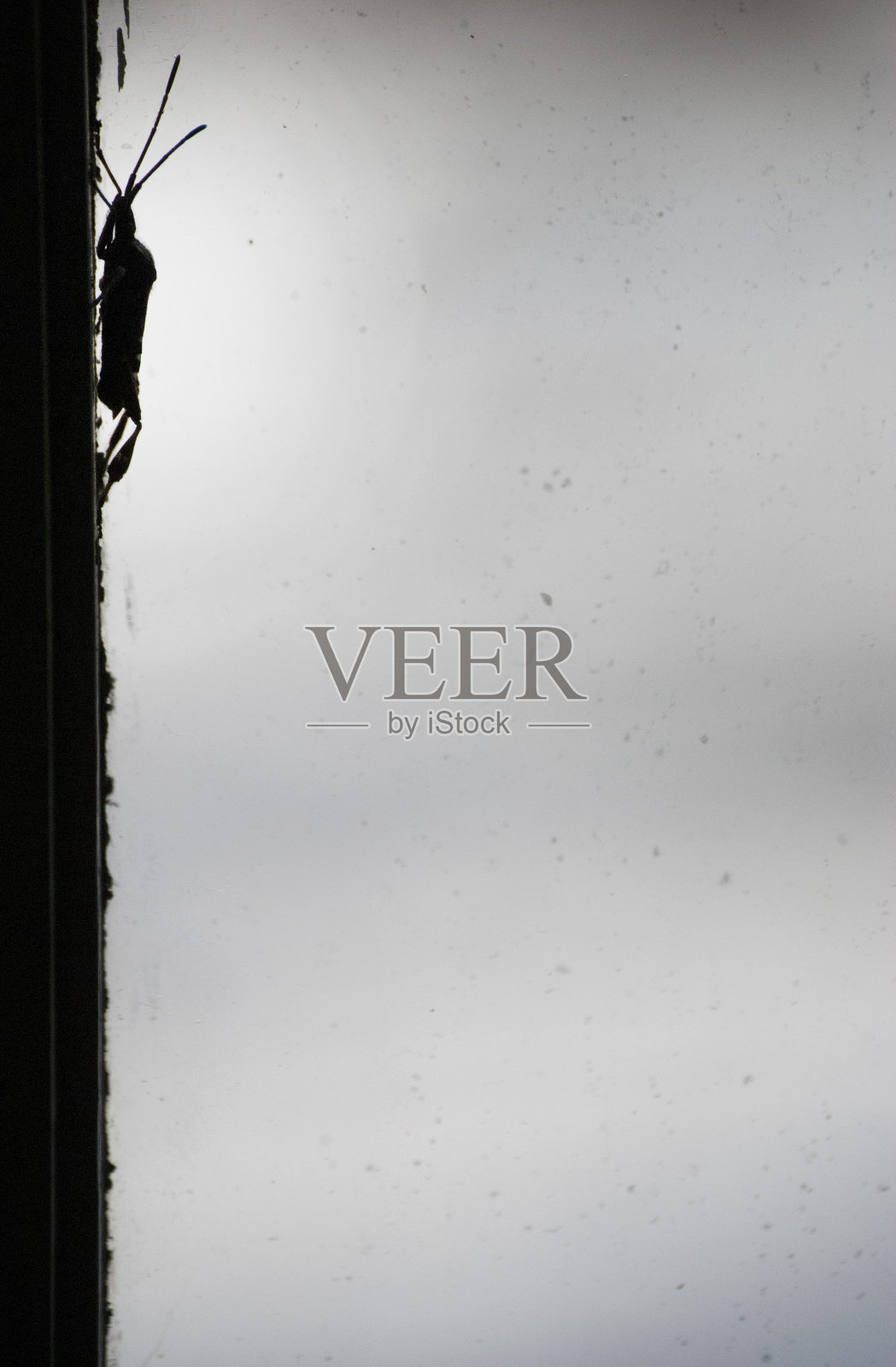 剪影昆虫抓紧照片摄影图片