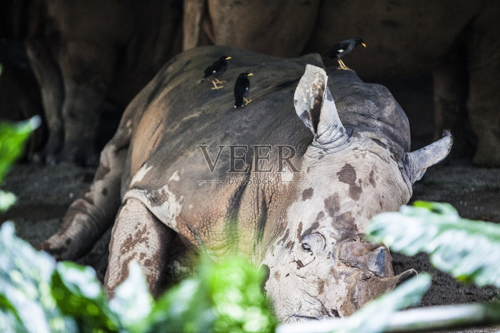 白犀牛和鸟类照片摄影图片