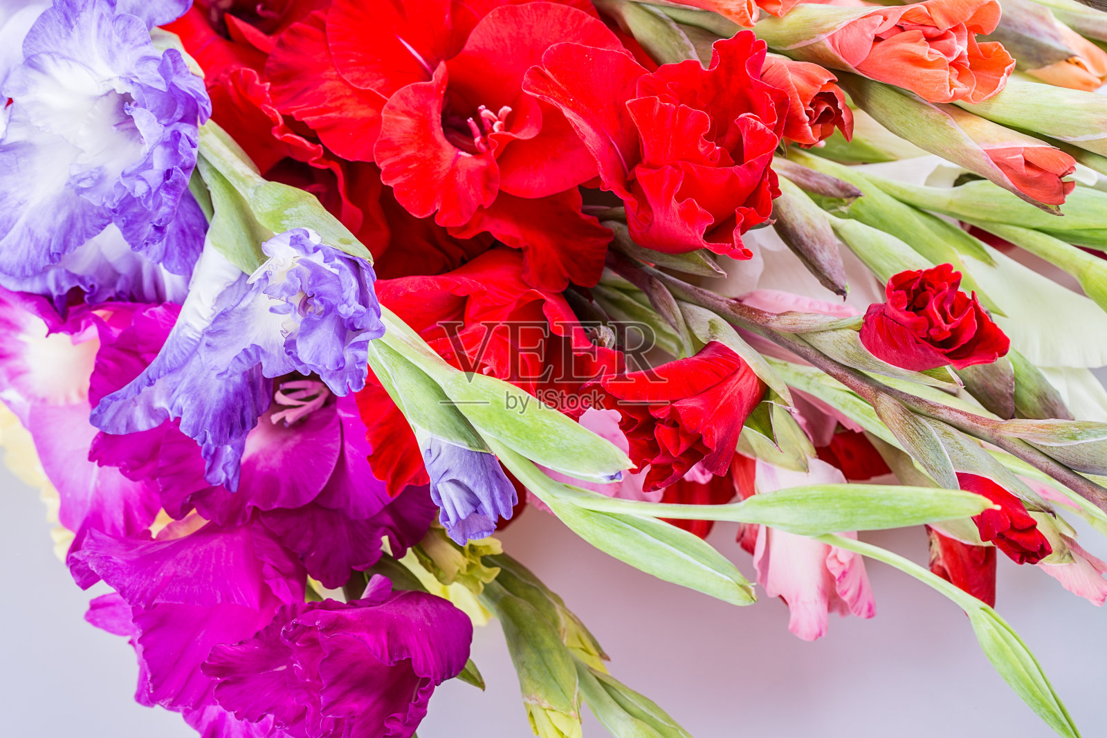 剑兰花照片摄影图片