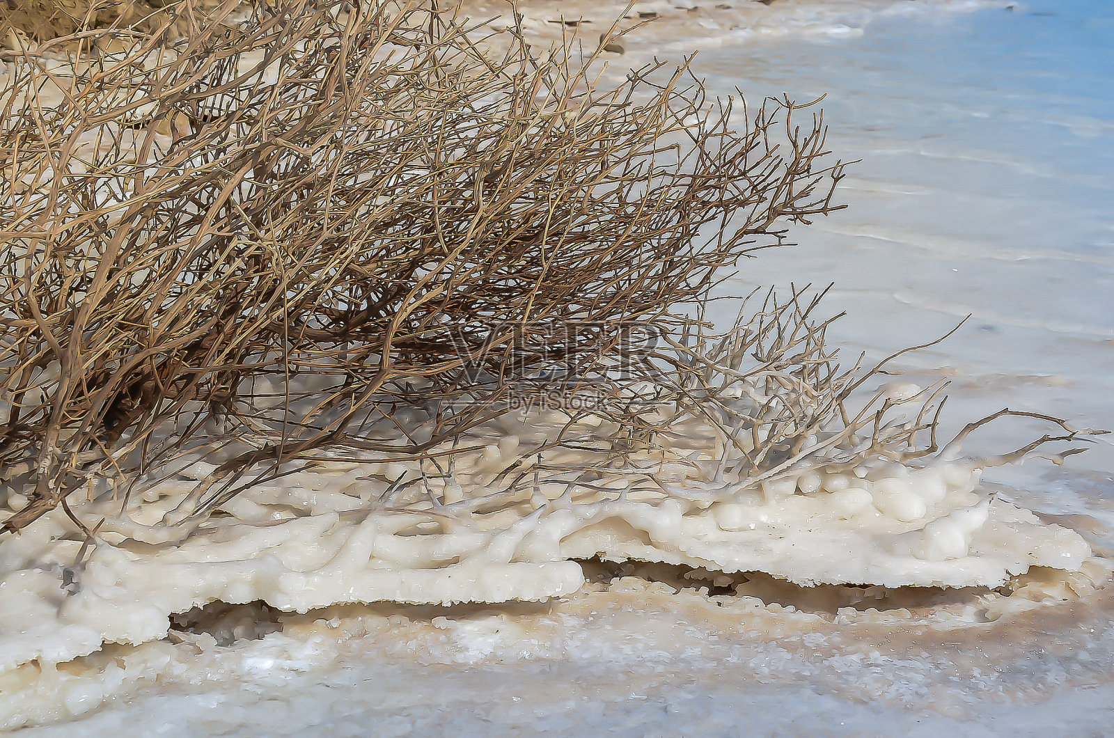 死盐海中的干枝照片摄影图片