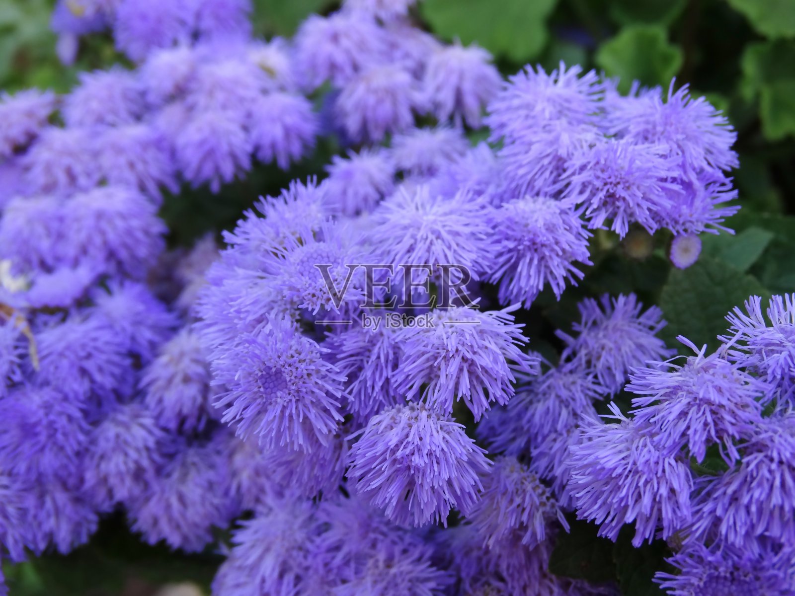 紫色藿香照片摄影图片