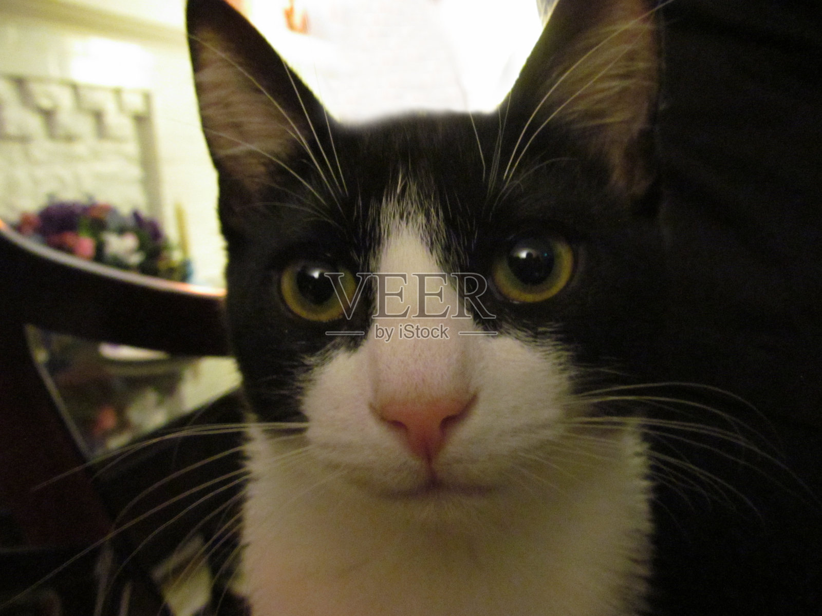 奇怪的猫照片摄影图片