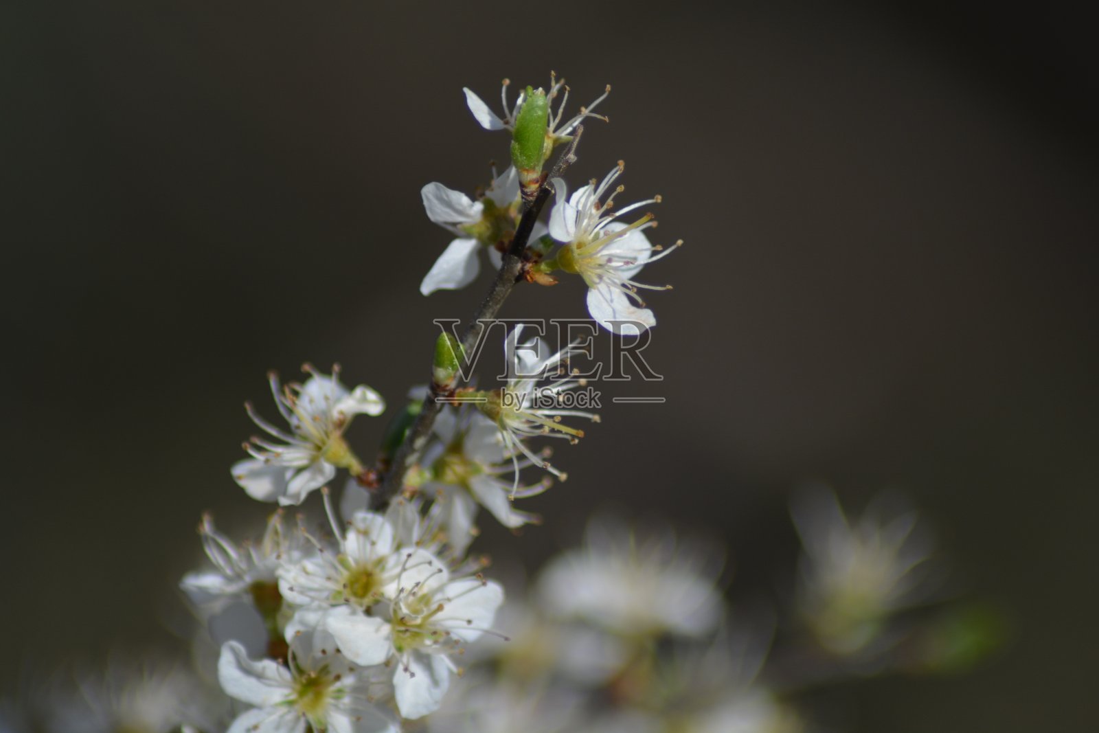 春天的花朵照片摄影图片