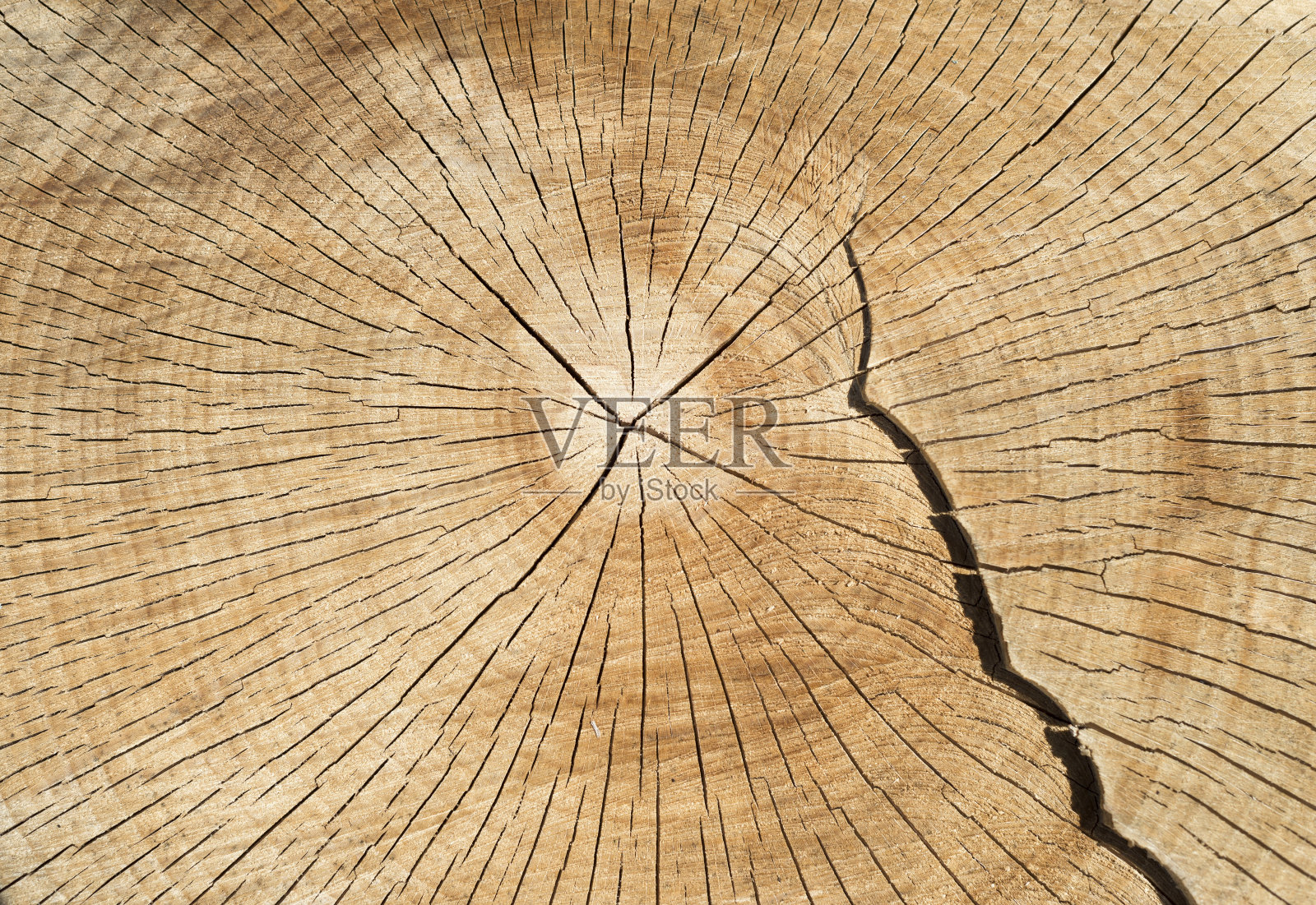 把树照片摄影图片