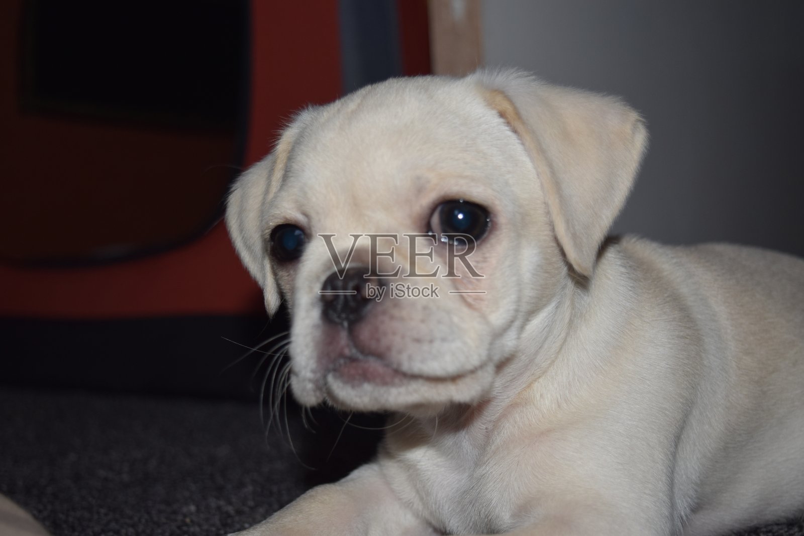 黛西的形象照片摄影图片