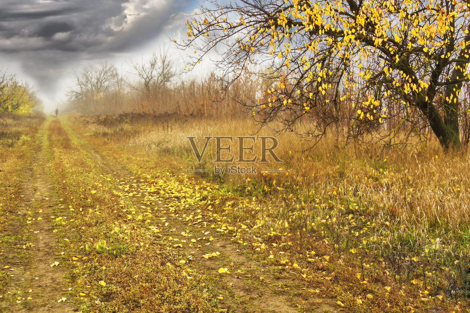 在一个多云的秋日穿过森林照片摄影图片