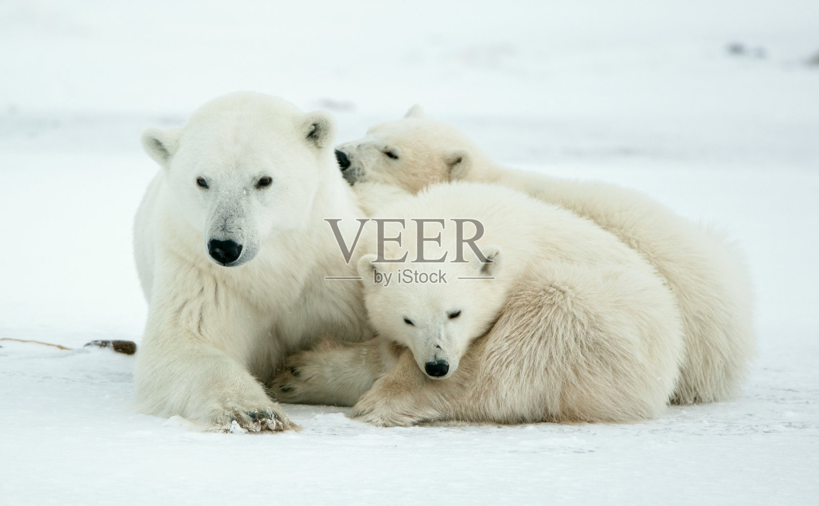 带着小熊的北极熊母熊照片摄影图片