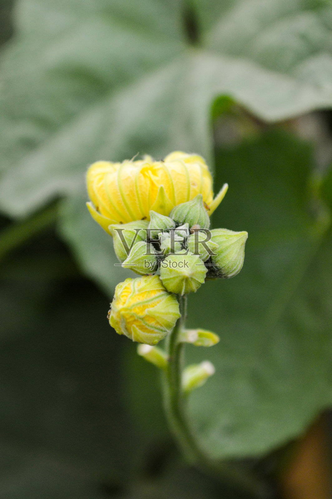 丝瓜花照片摄影图片