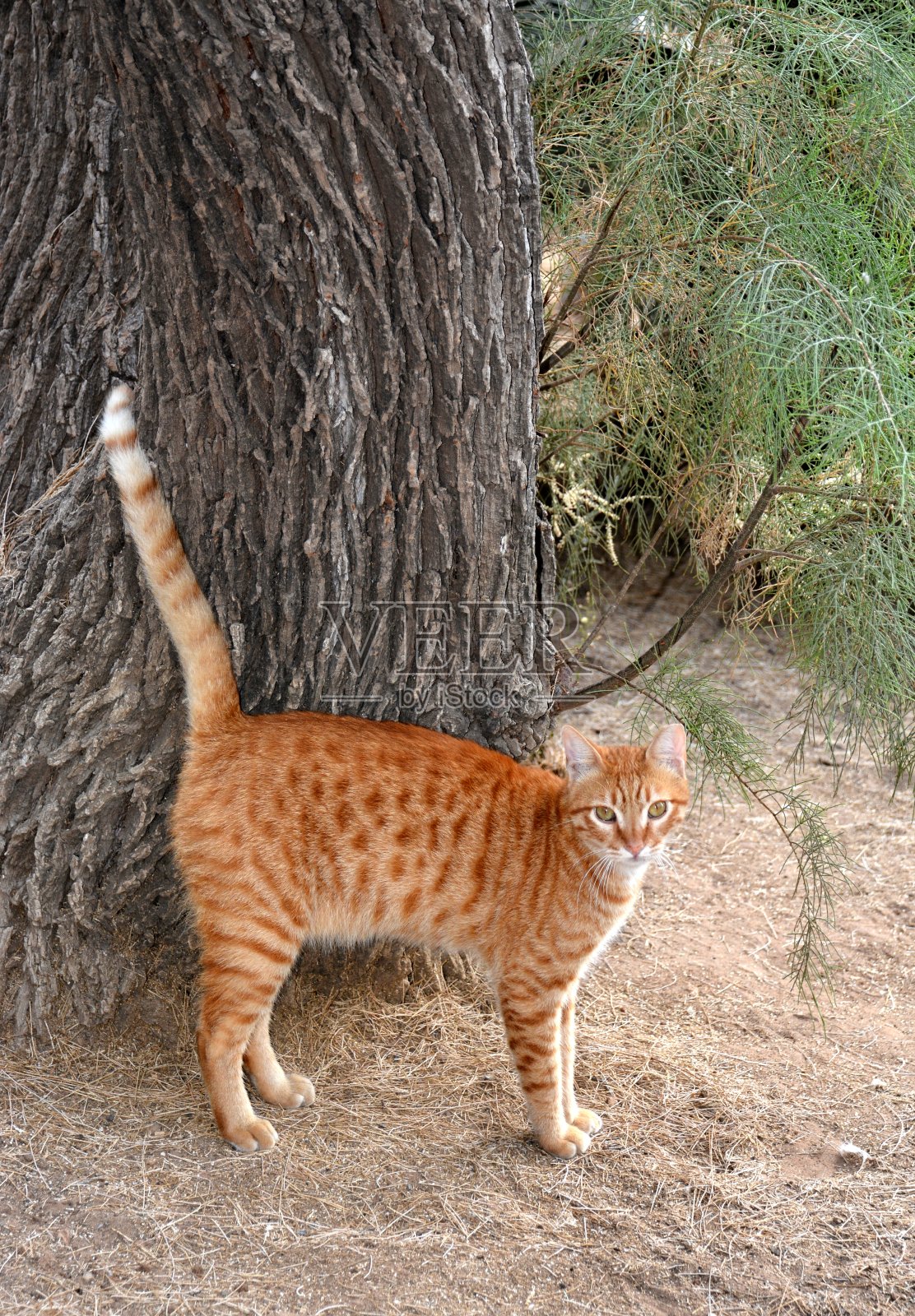 红色的猫照片摄影图片