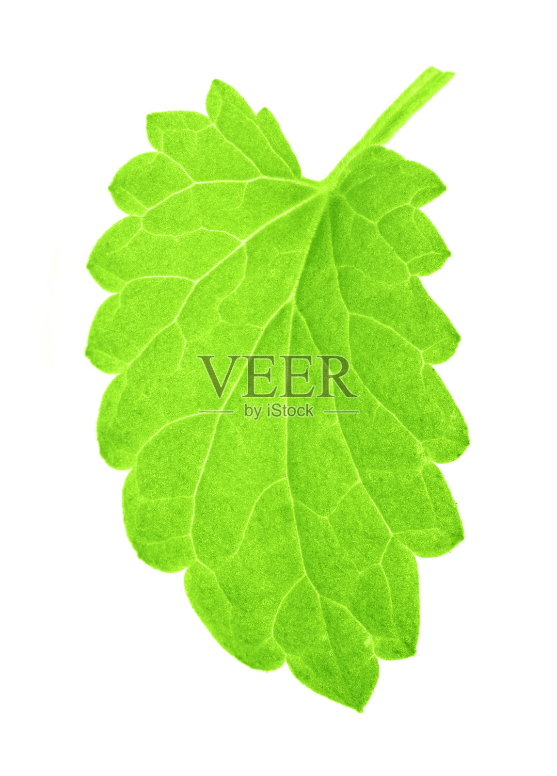 一片孤立的绿色薄荷叶照片摄影图片