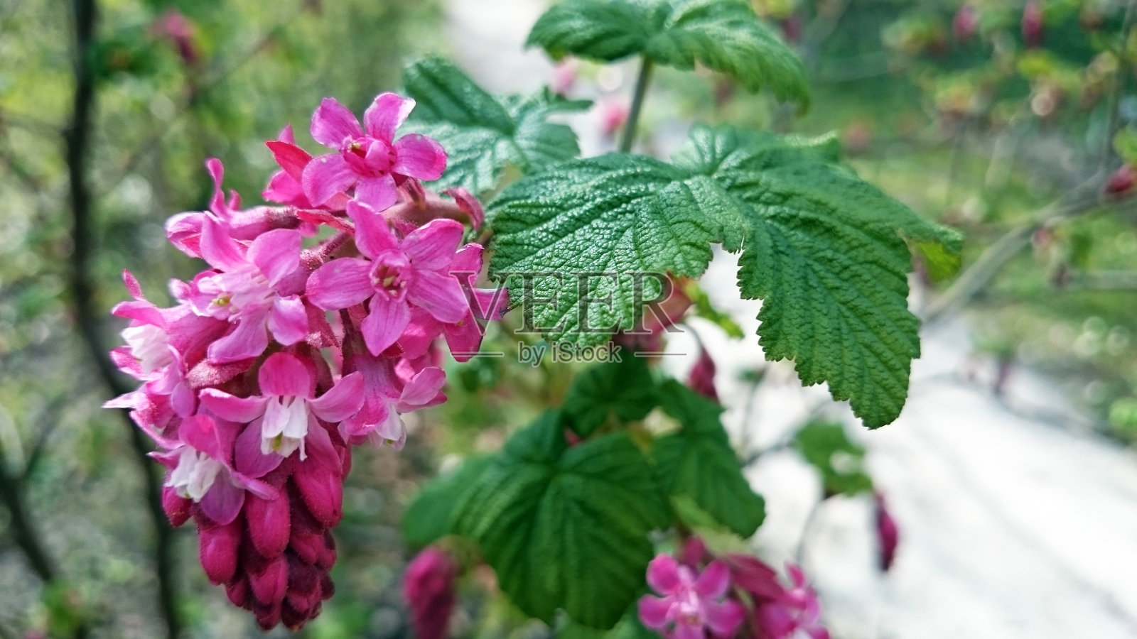 红色开花醋栗照片摄影图片