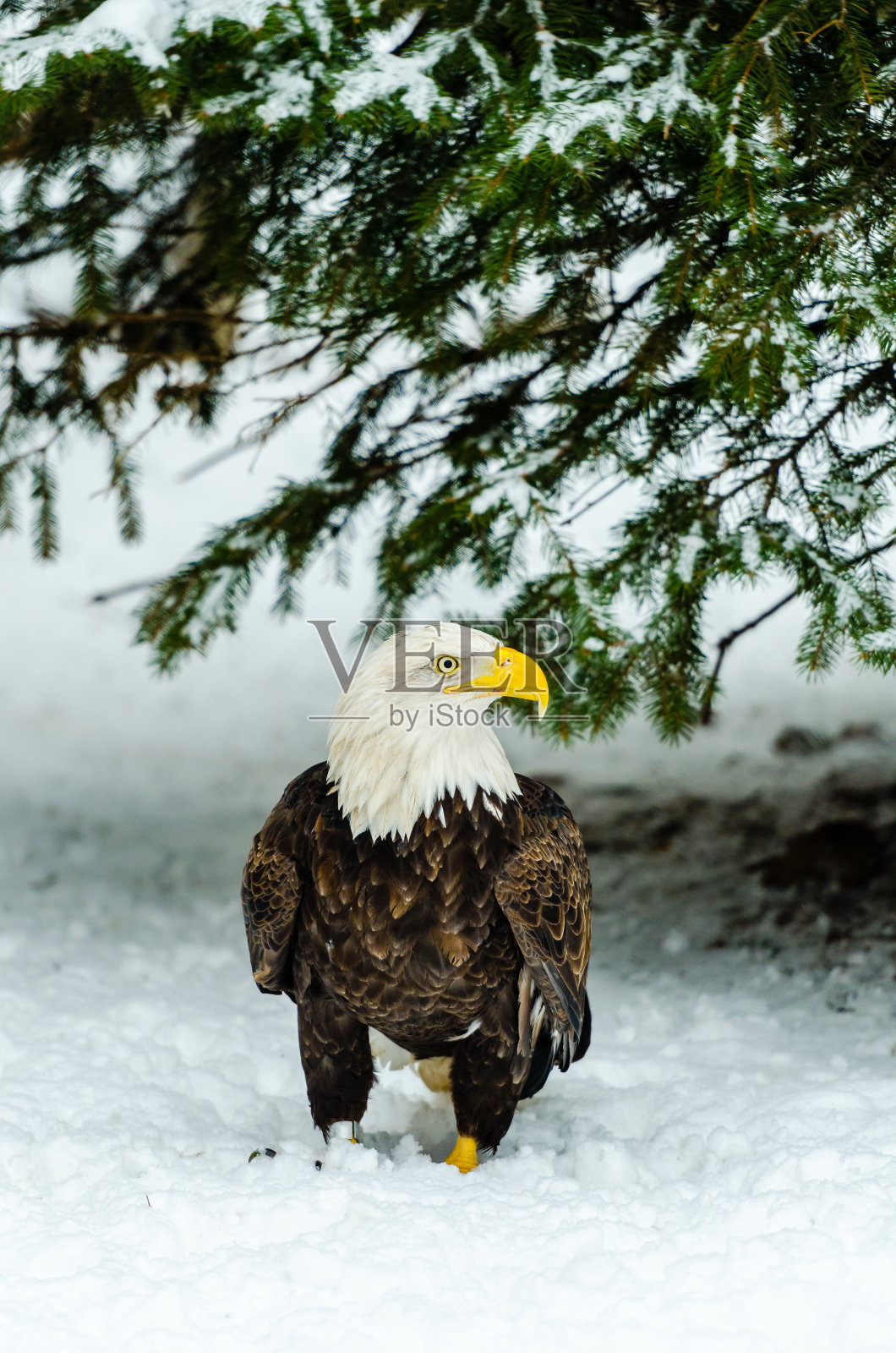 莫斯科动物园的秃鹰照片摄影图片