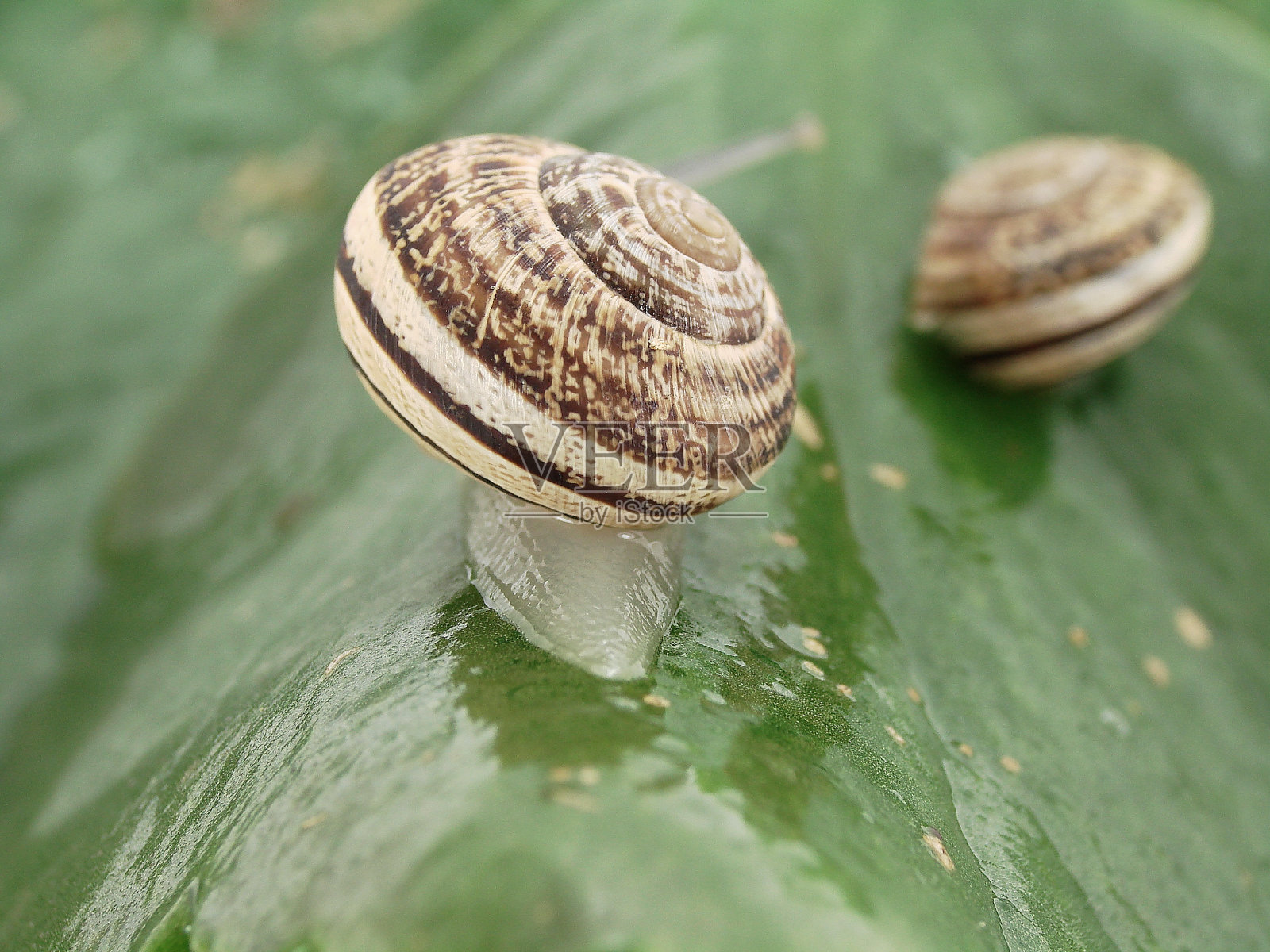 卢马卡照片摄影图片