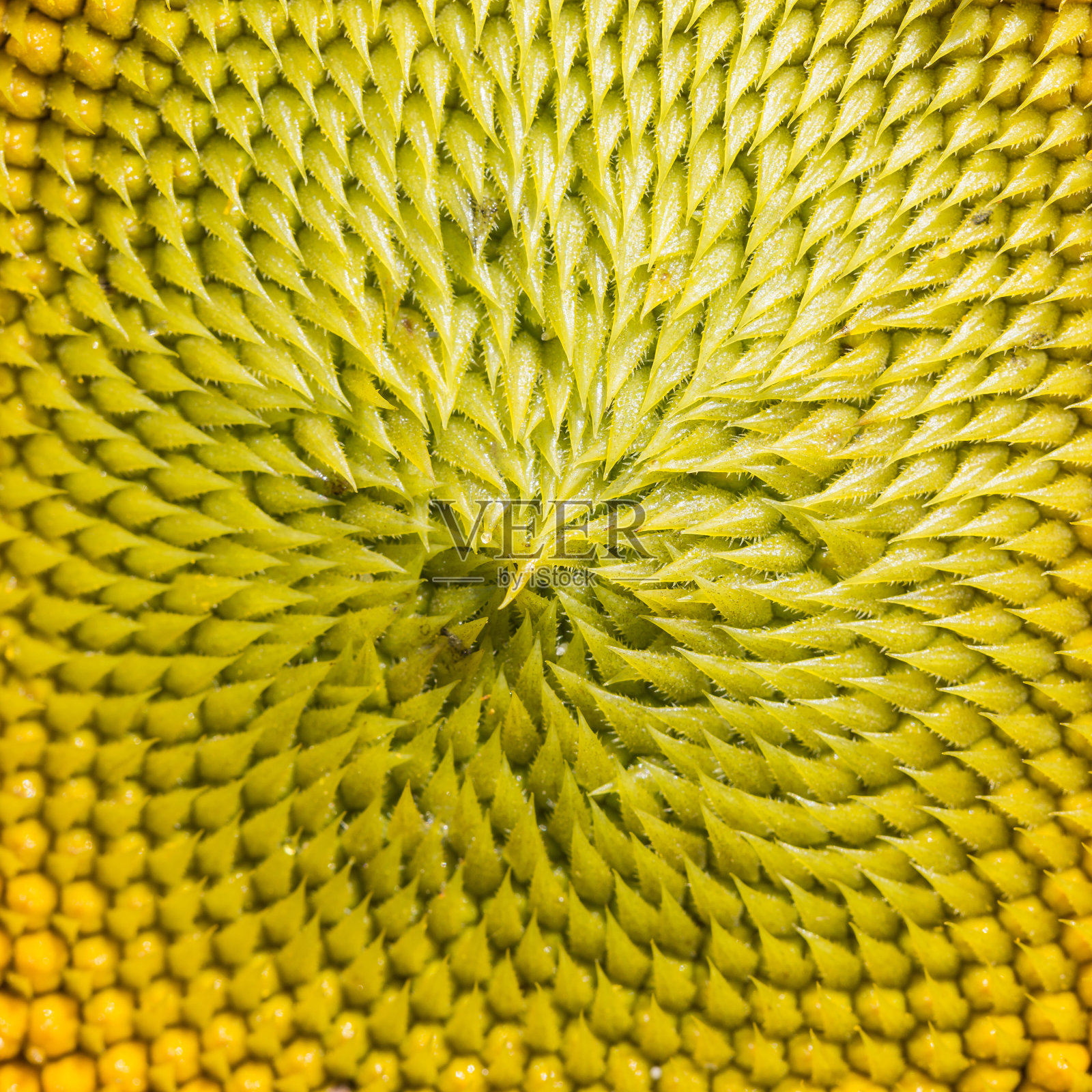 关闭向日葵照片摄影图片