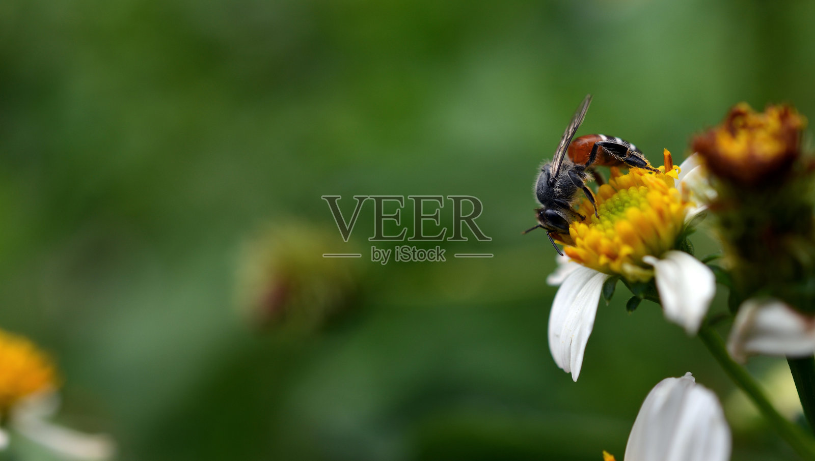 花上的蜜蜂照片摄影图片