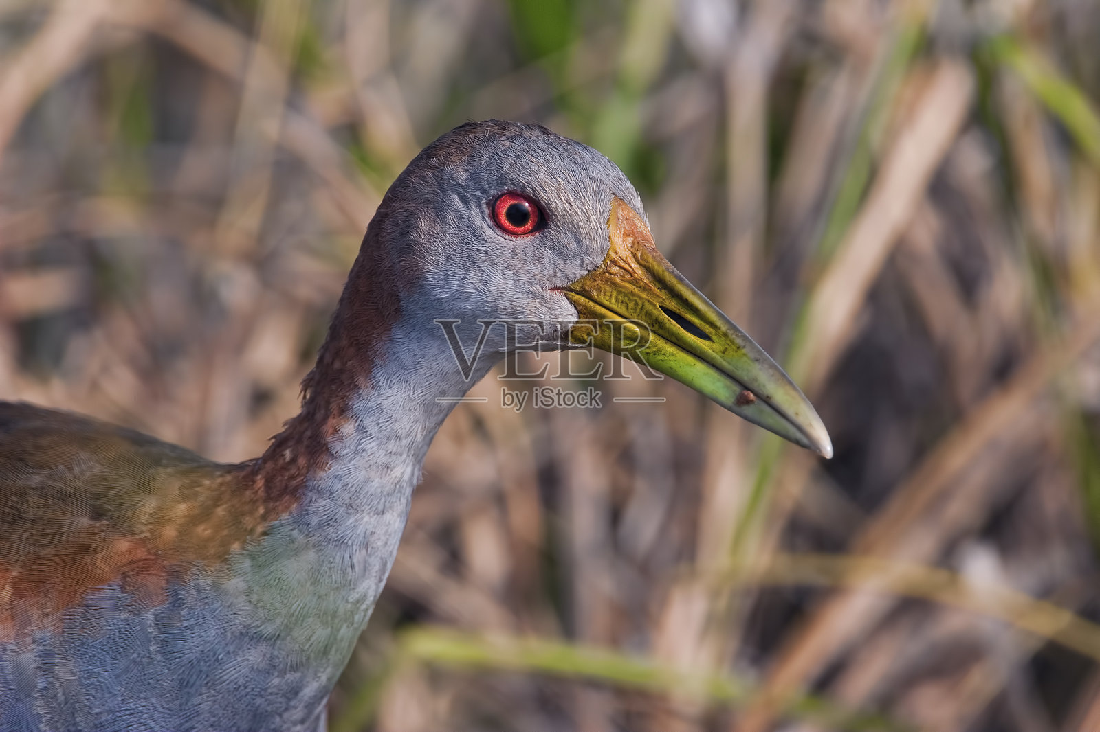 巨人Wood-Rail照片摄影图片