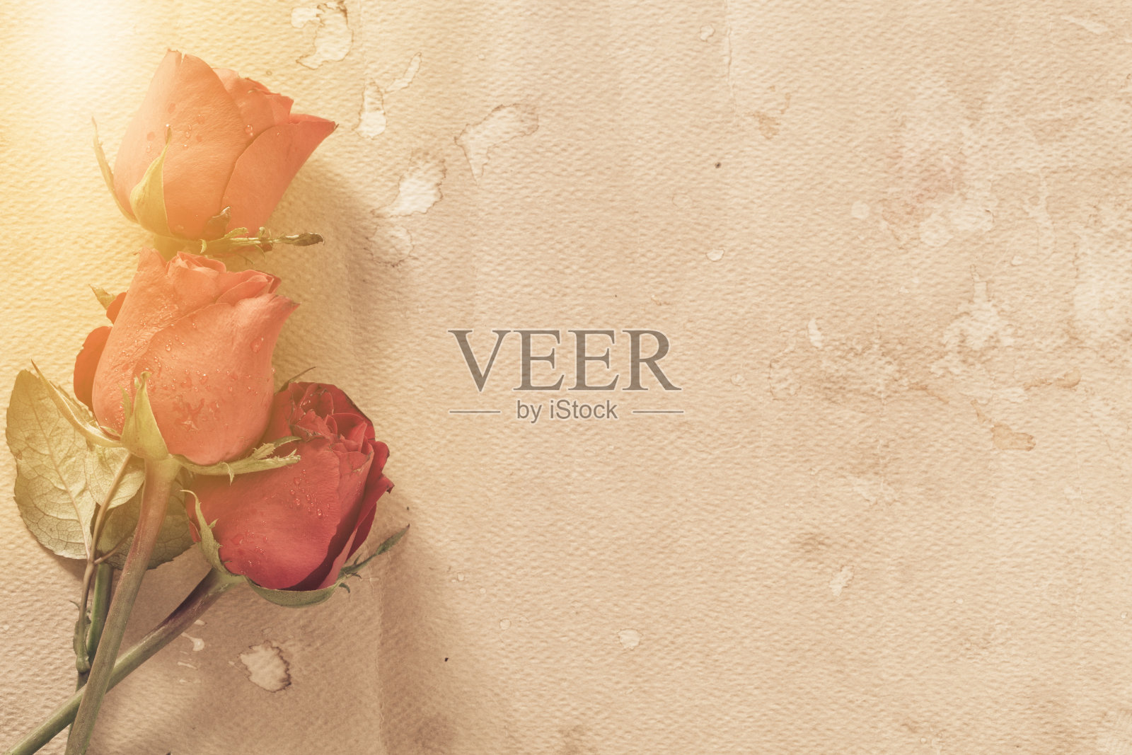 红玫瑰照片摄影图片