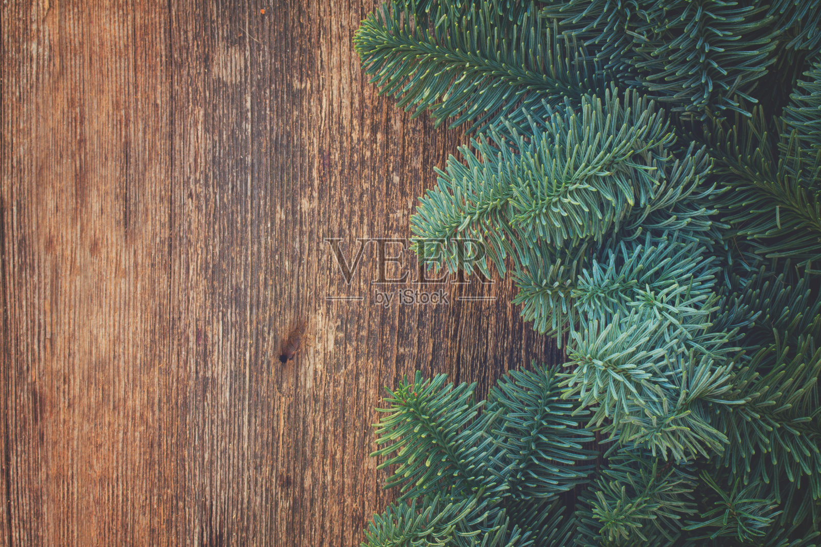 圣诞节新鲜的常青树枝照片摄影图片