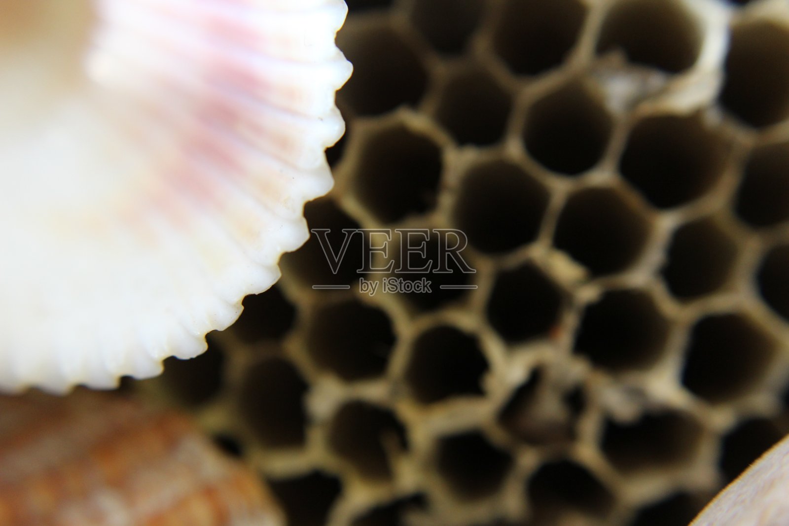 自然对象组照片摄影图片