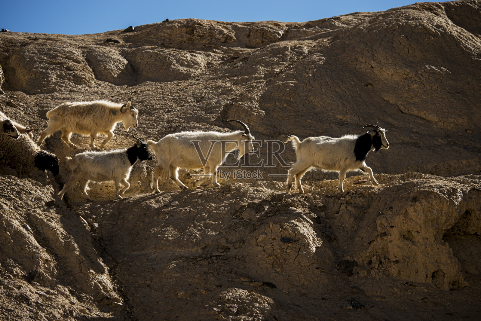 月亮地喇嘛如岩石上的山羊照片摄影图片