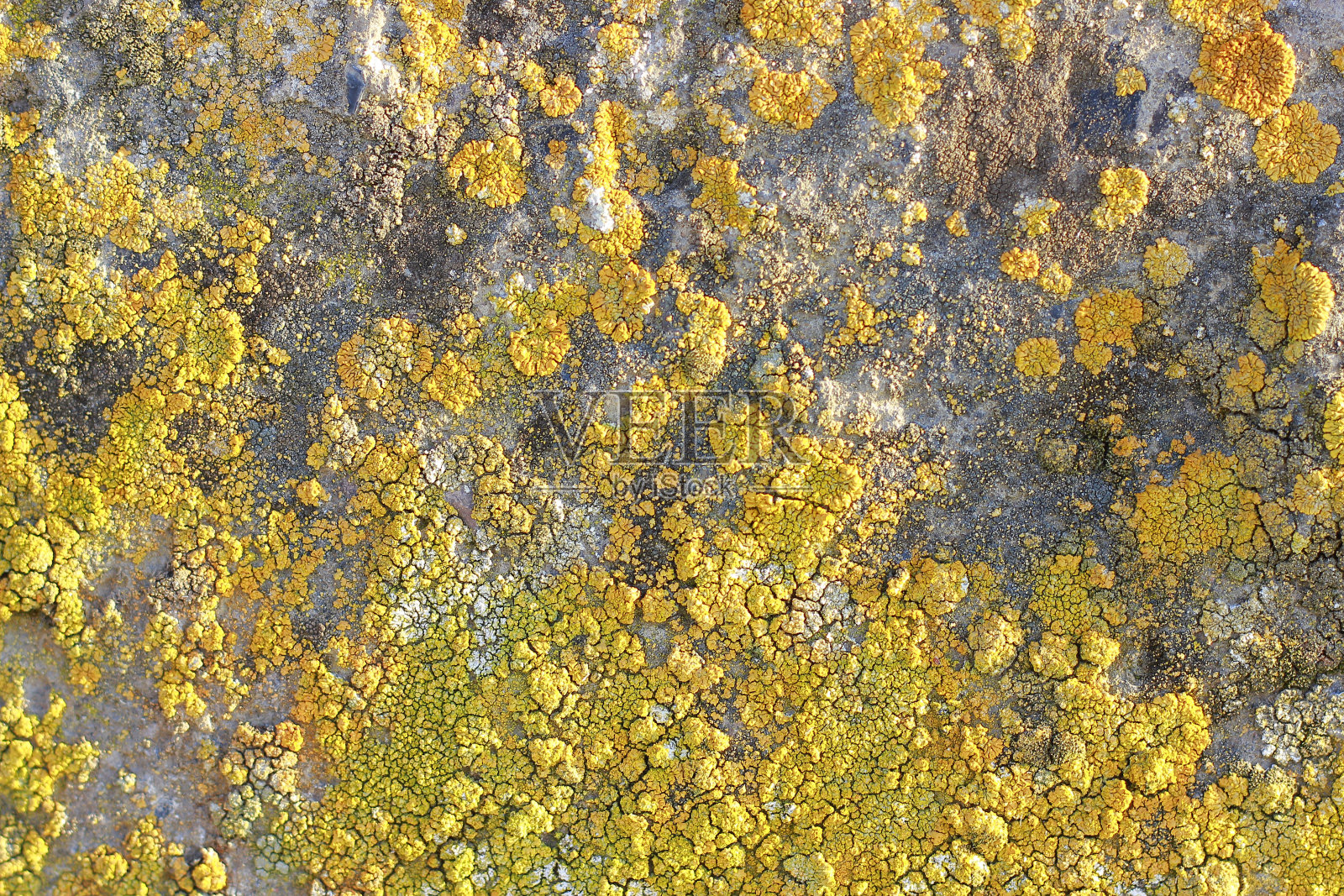 石头上的苔藓照片摄影图片