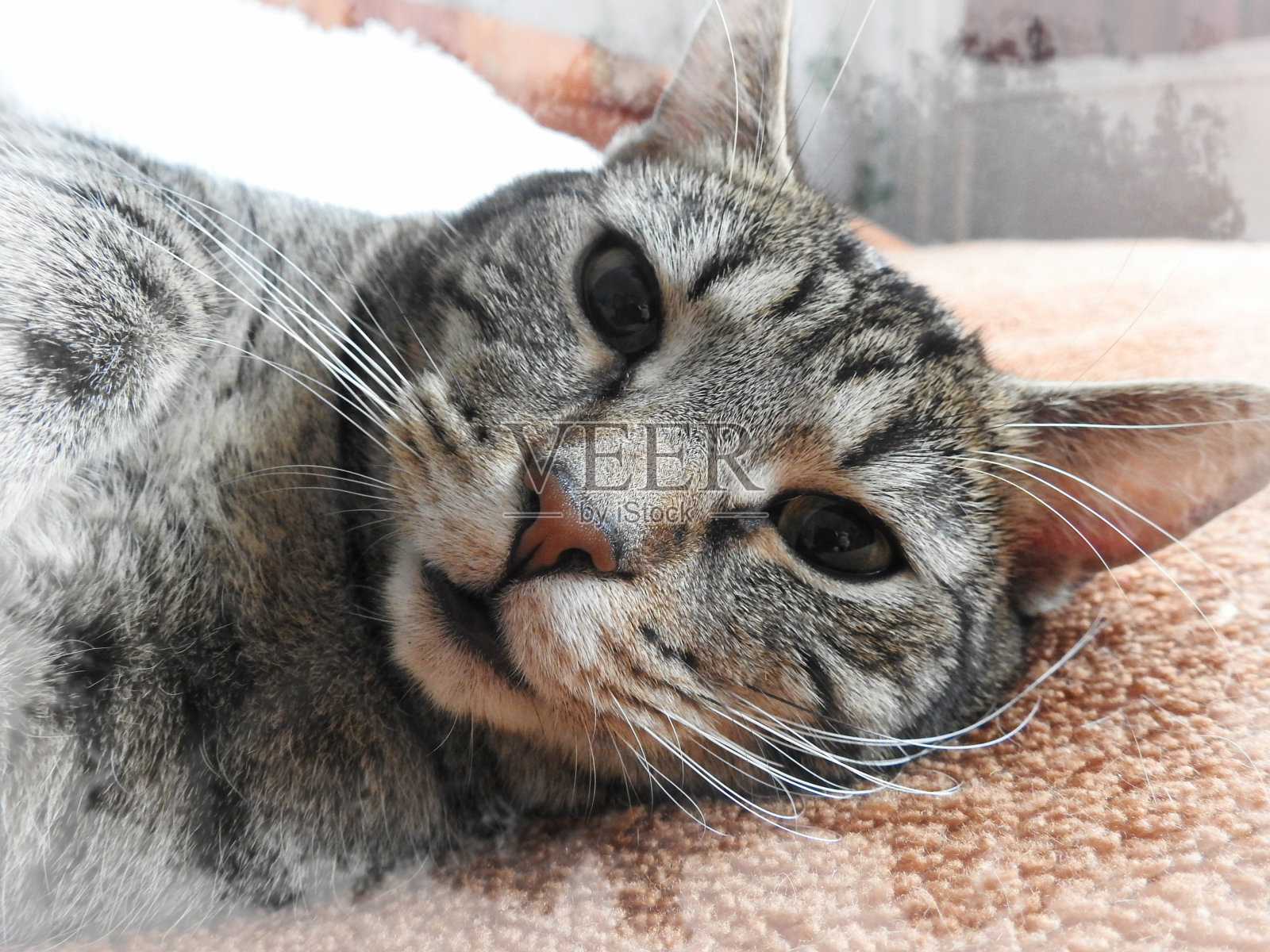 虎斑猫照片摄影图片