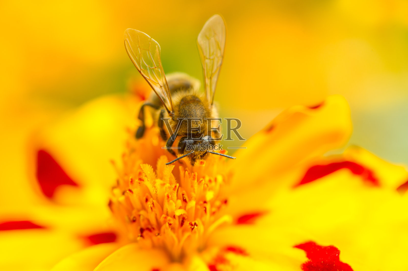 蜜蜂授粉万寿菊(万寿菊)花照片摄影图片