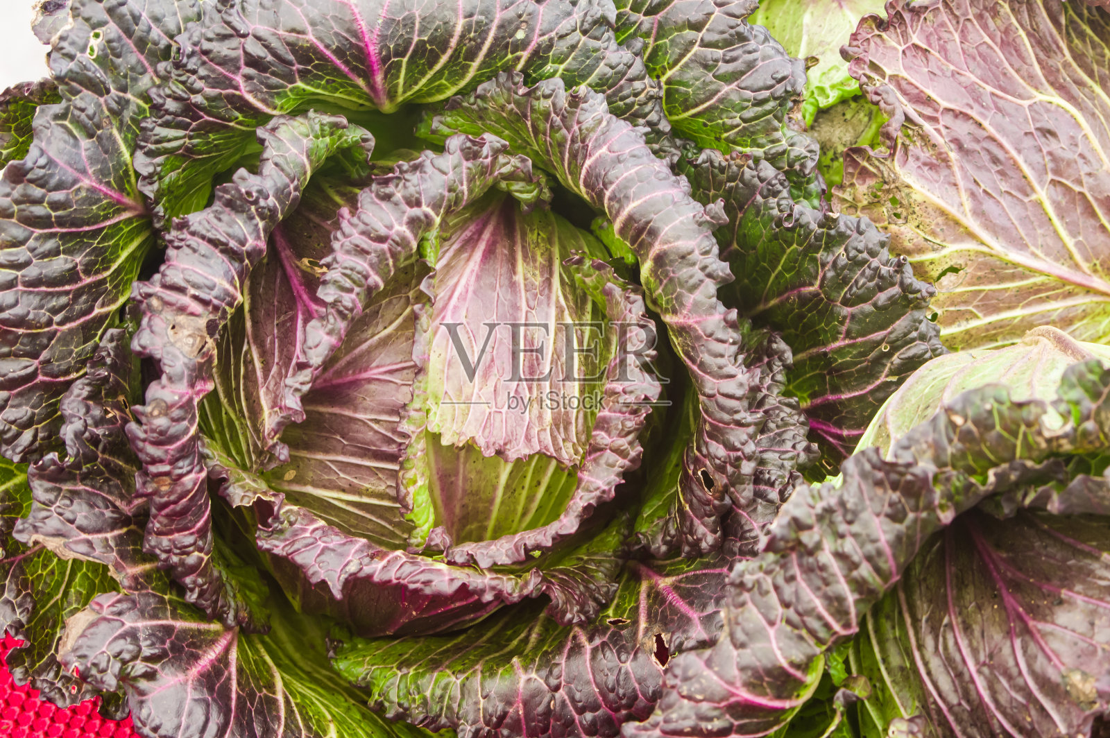 市场上的红叶卷心菜照片摄影图片