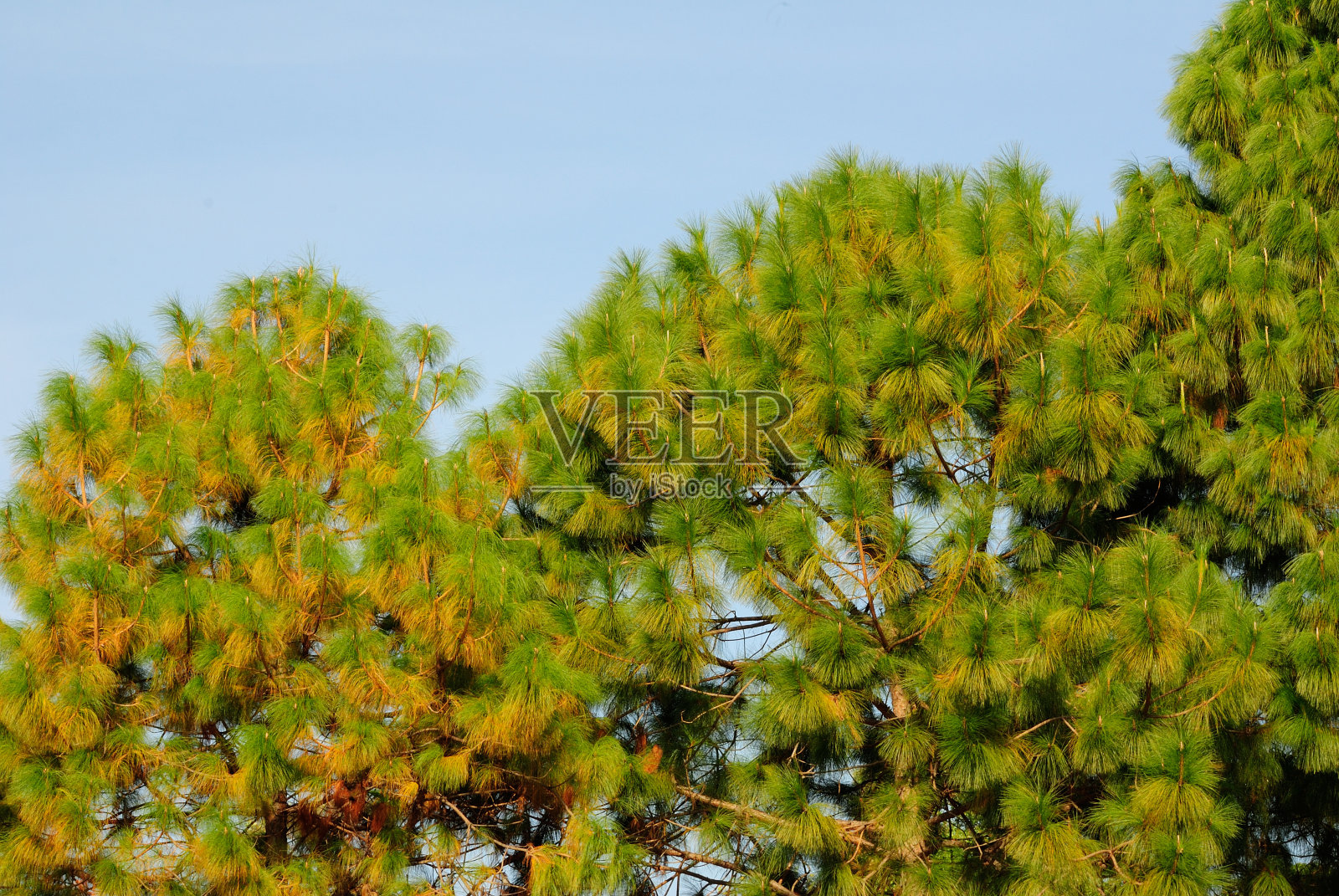 松照片摄影图片