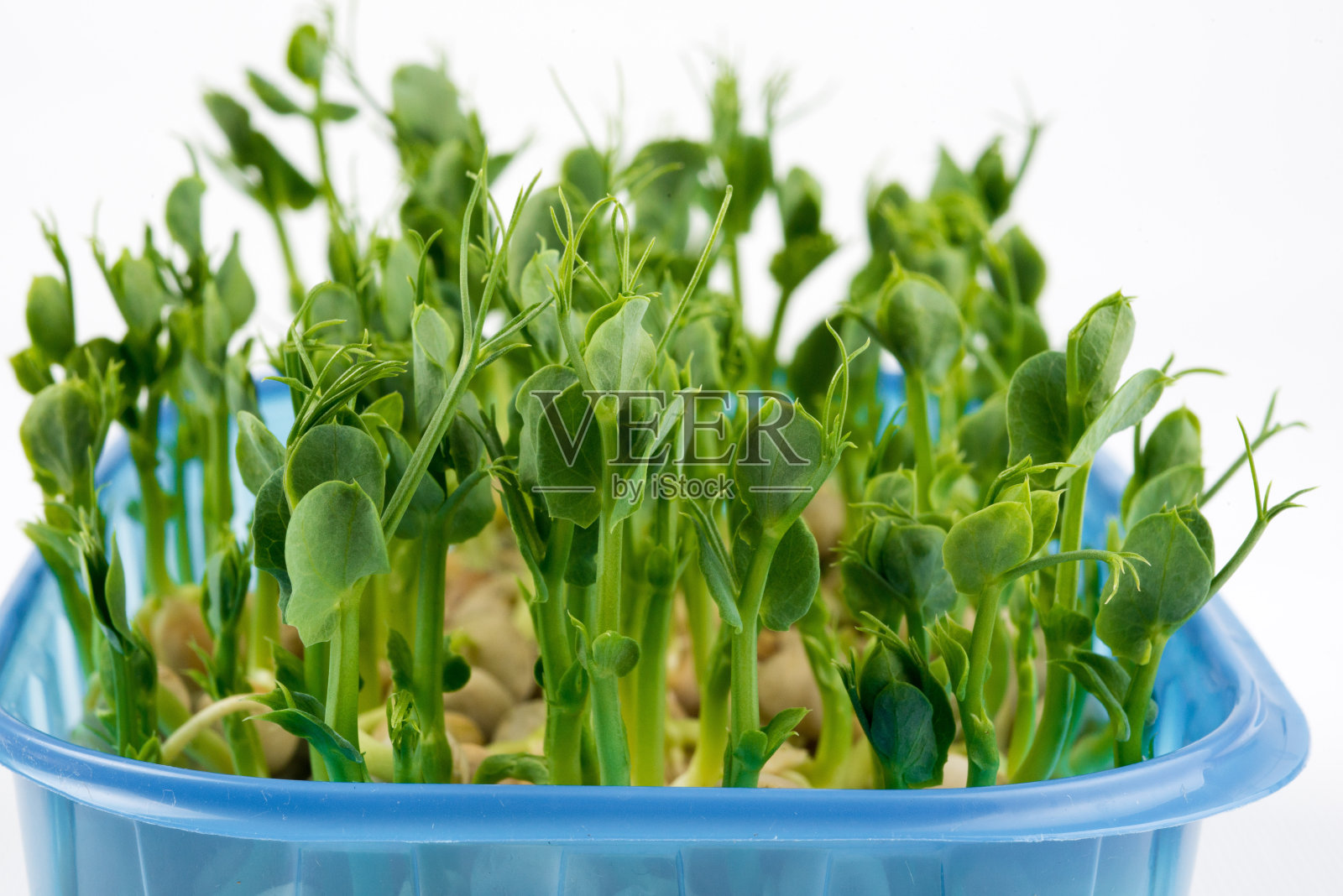生豌豆微绿色植物在塑料杯照片摄影图片
