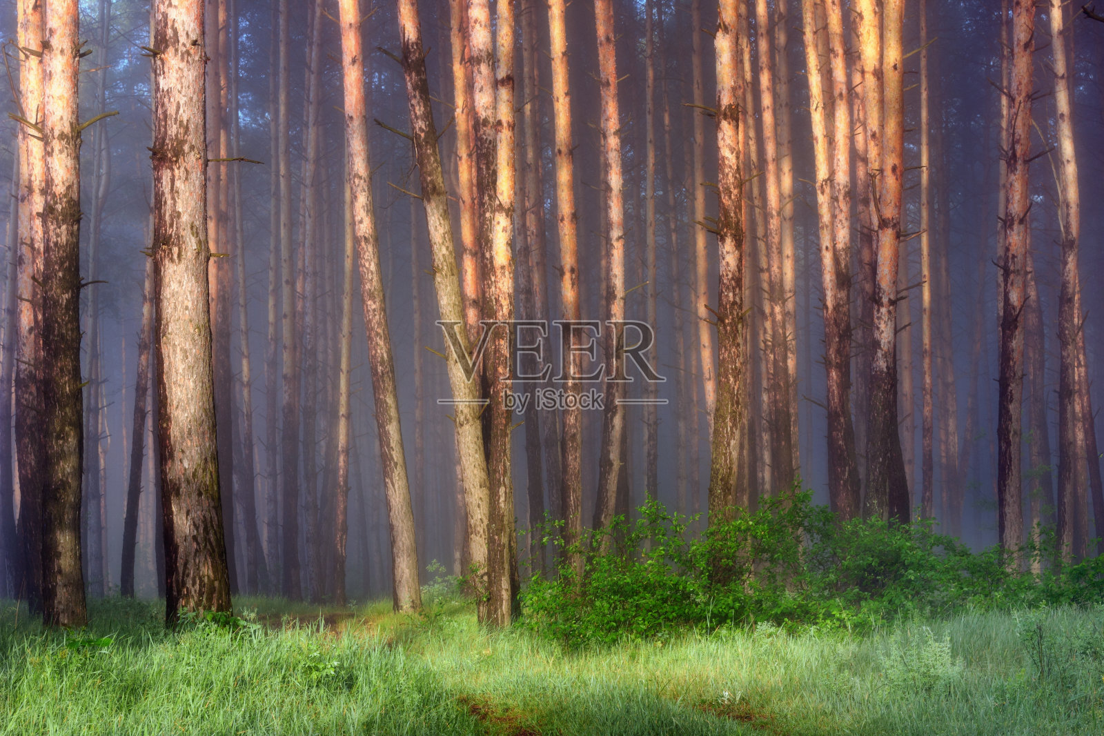 松林照片摄影图片