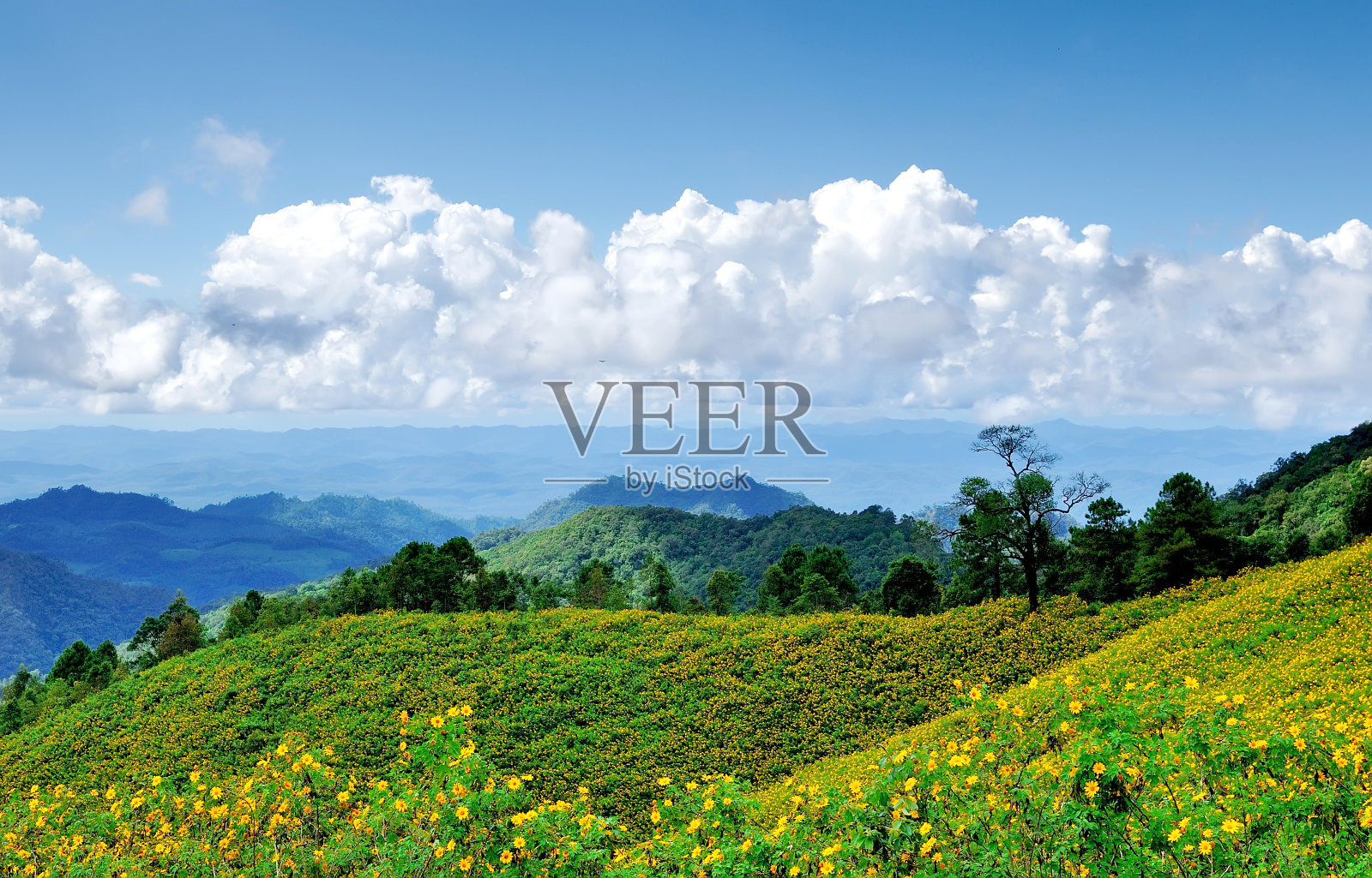 墨西哥向日葵的杂草盛开，泰国湄洪松省照片摄影图片