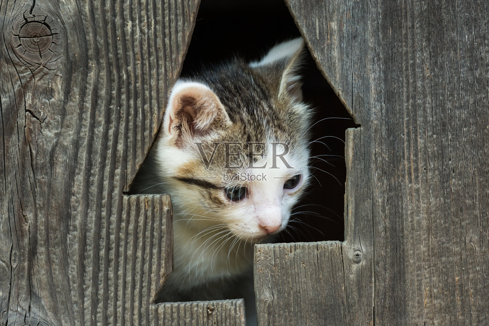 可爱的小猫宝宝猫照片摄影图片