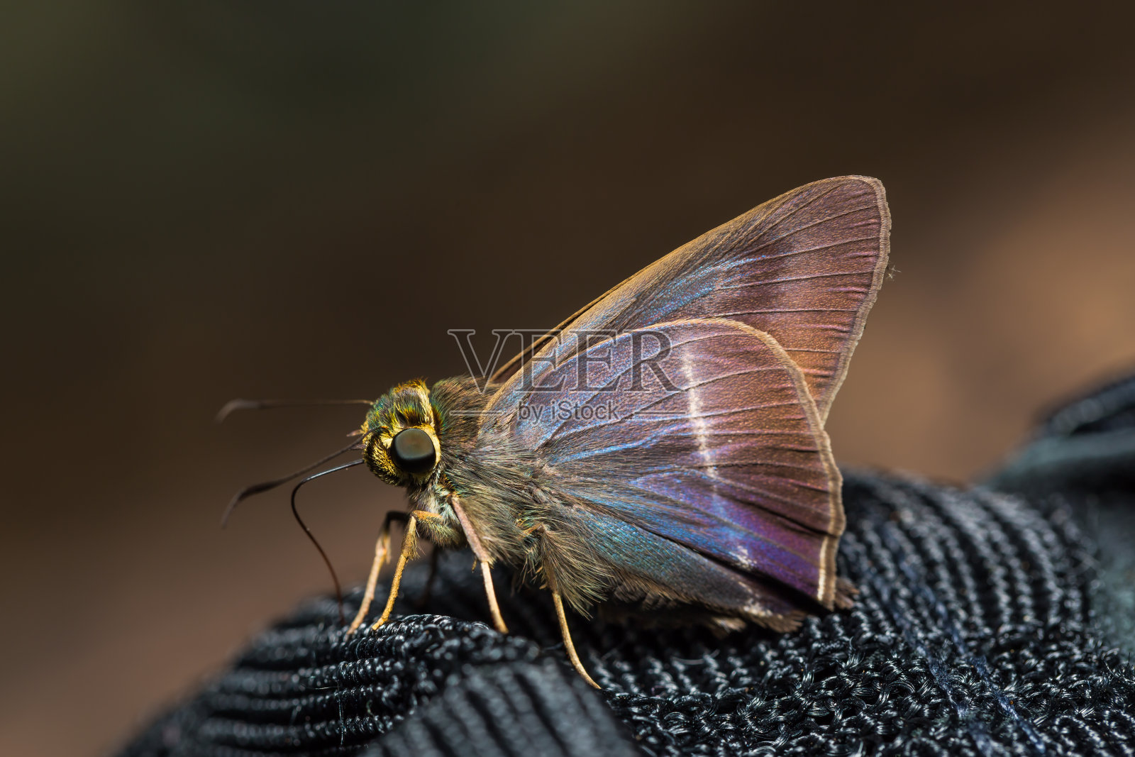 White-banded锥子蝴蝶照片摄影图片