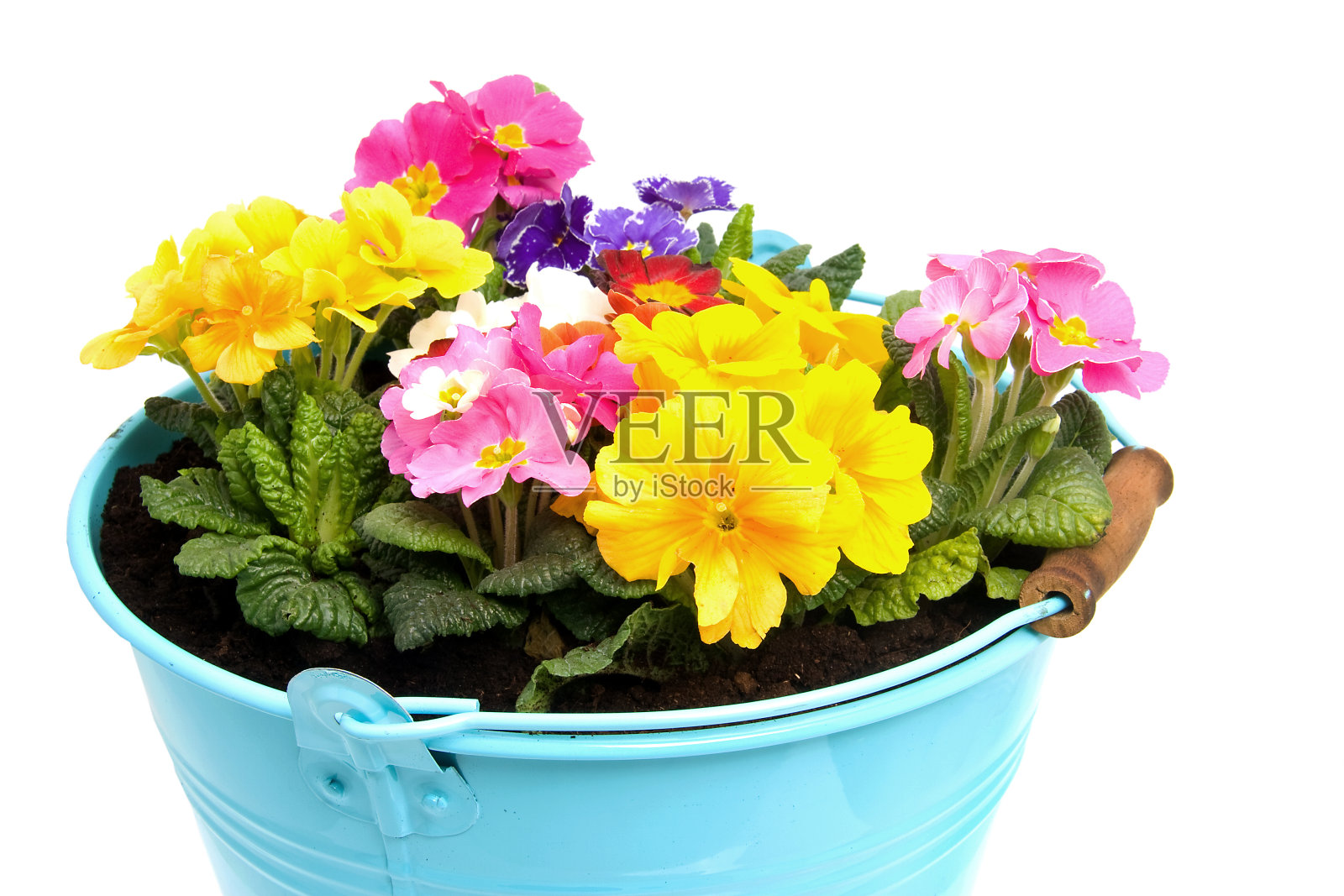 色彩鲜艳的樱草属植物的花照片摄影图片